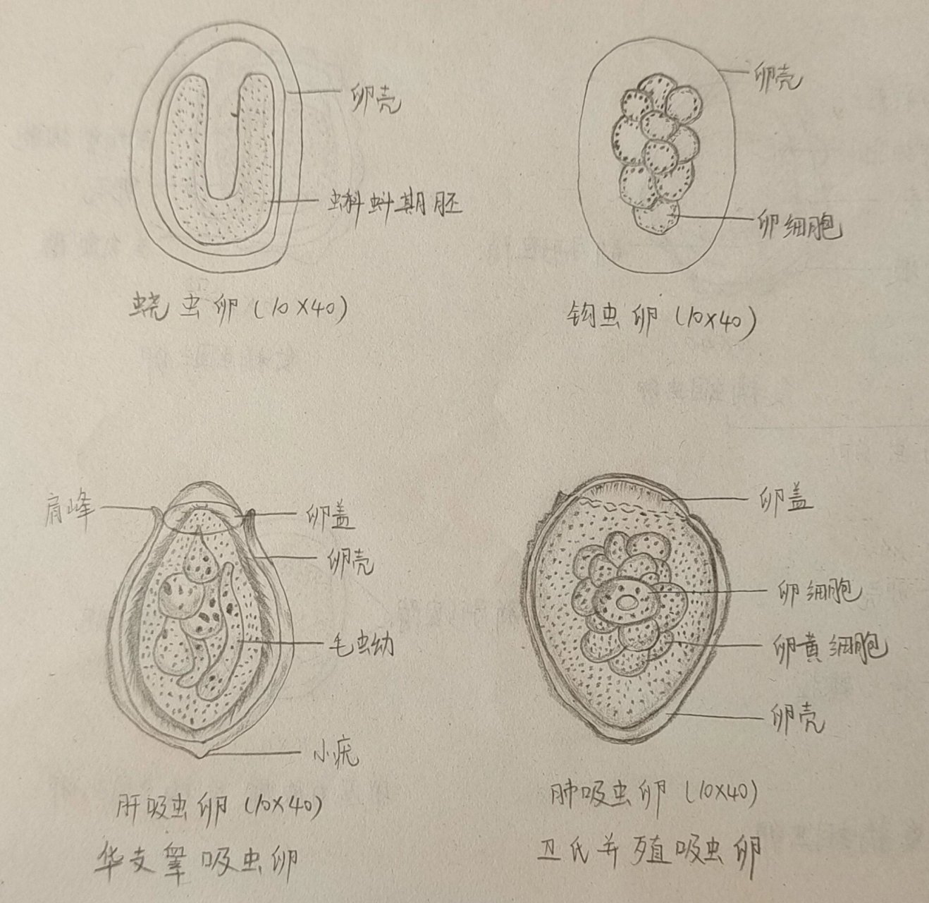 蛔虫卵图片 手绘图图片