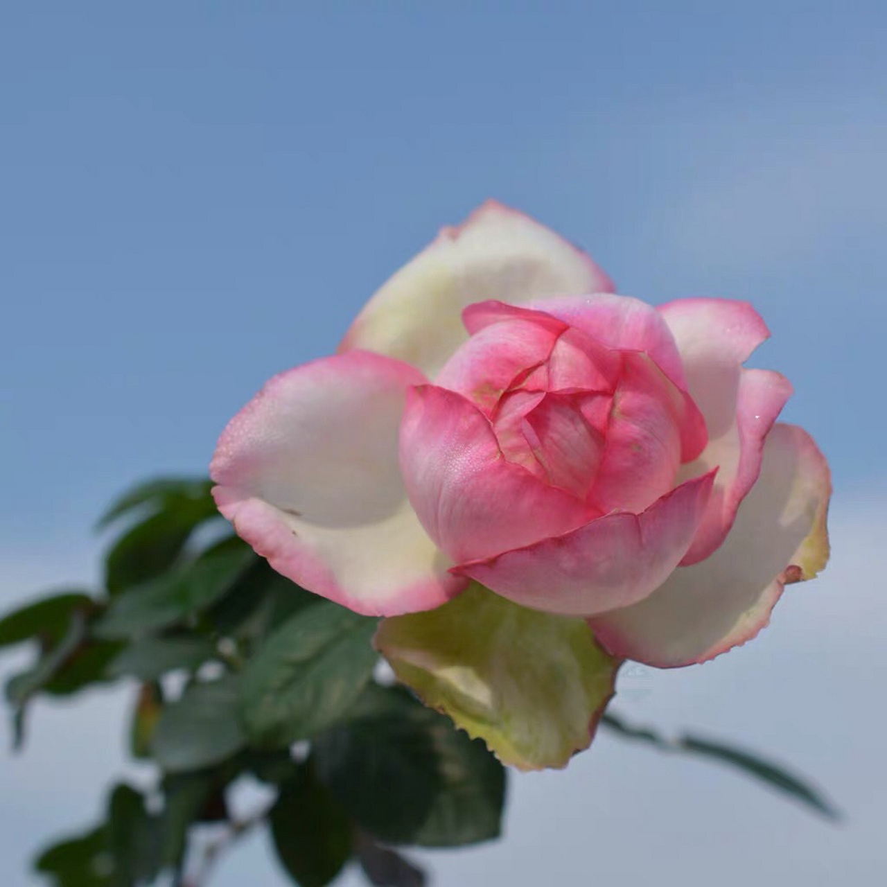 切花月季 乐天派玫瑰 仙仙的颜值 夏天里也开的很好吖 乐天派玫瑰