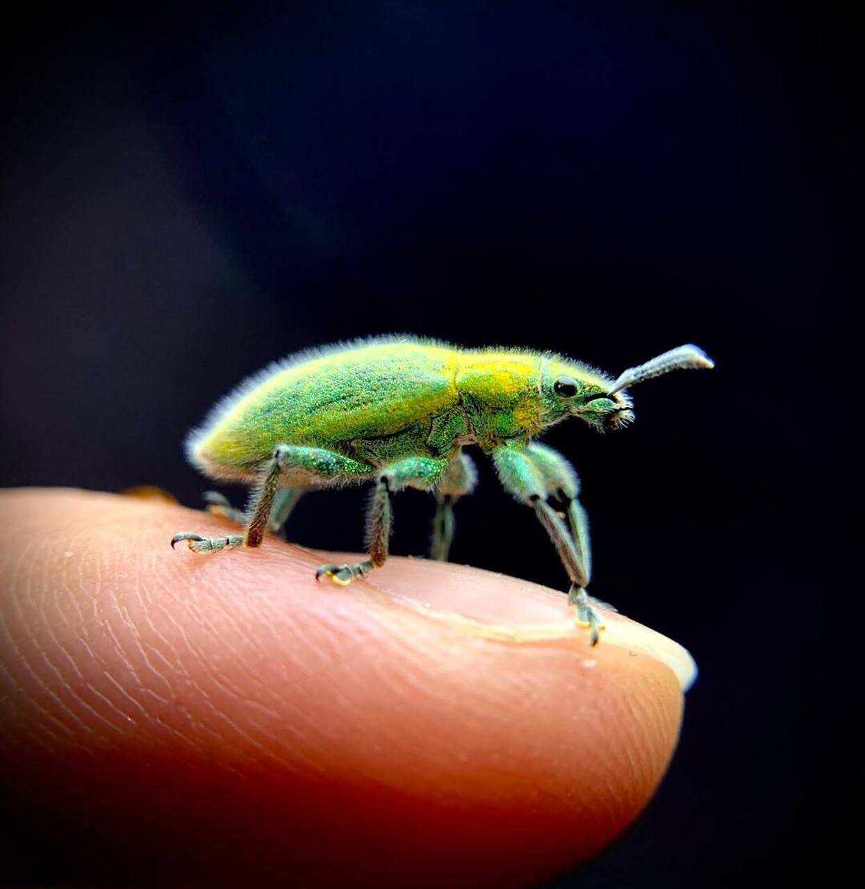 绿色小象98 绿鳞象甲,身上像贴了金粉,闪闪的[害羞]#昆虫# #甲虫