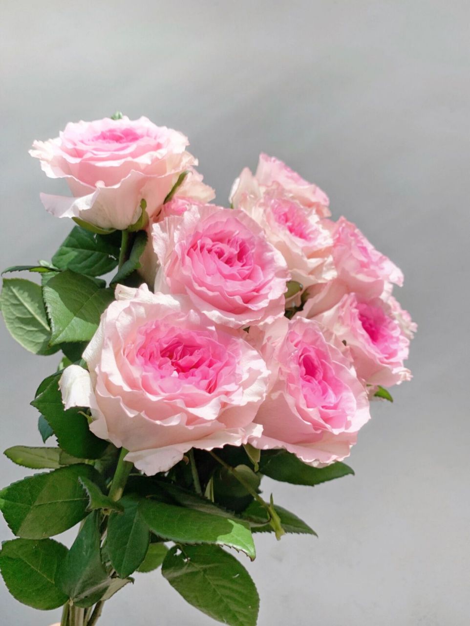 每日推荐|花魁之花-洛神 洛神玫瑰是遇水就炸的品种,超级漂亮,花边