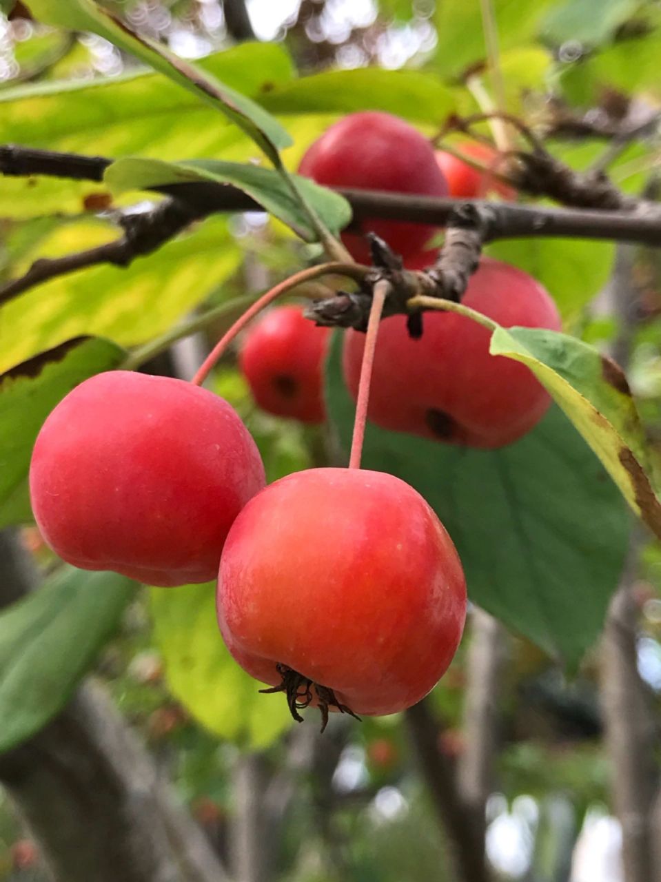 97 冬红果海棠是北美海棠的一种,属于蔷薇科苹果