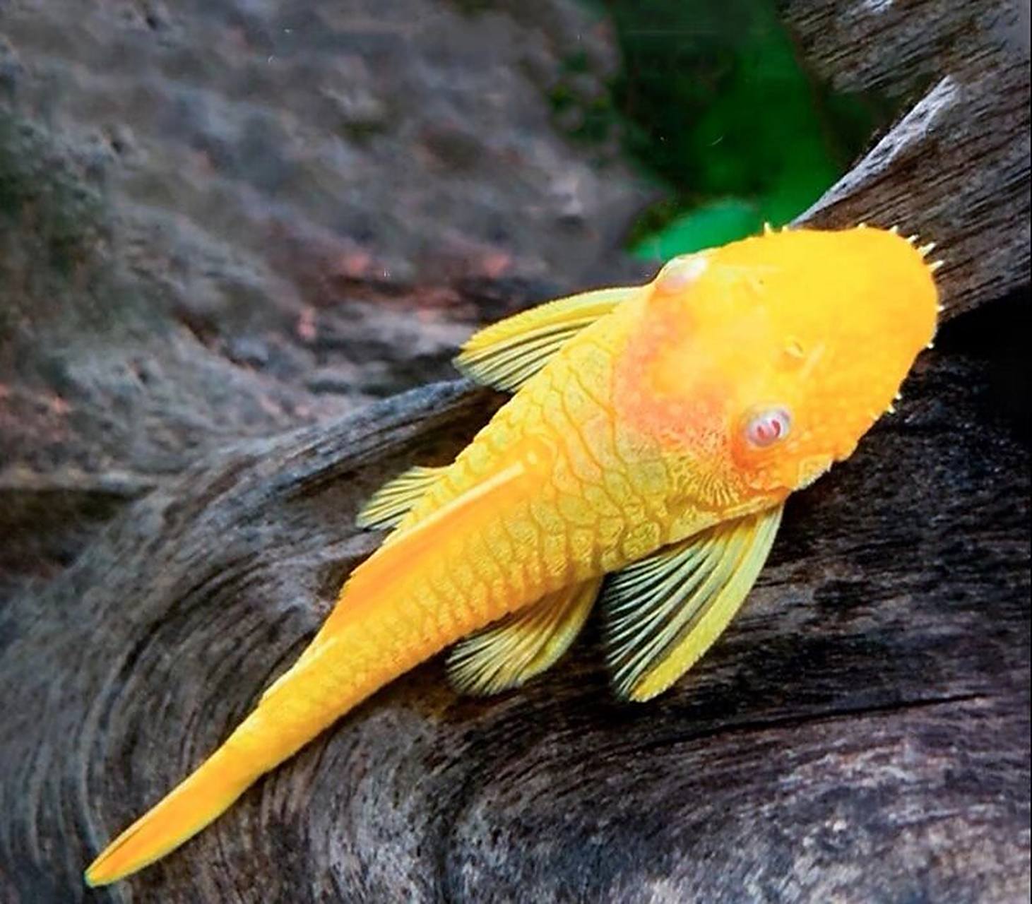 黄金大胡子-爱吃菠菜的大力水手 95名:黄金大胡子 别称:l144蓝眼