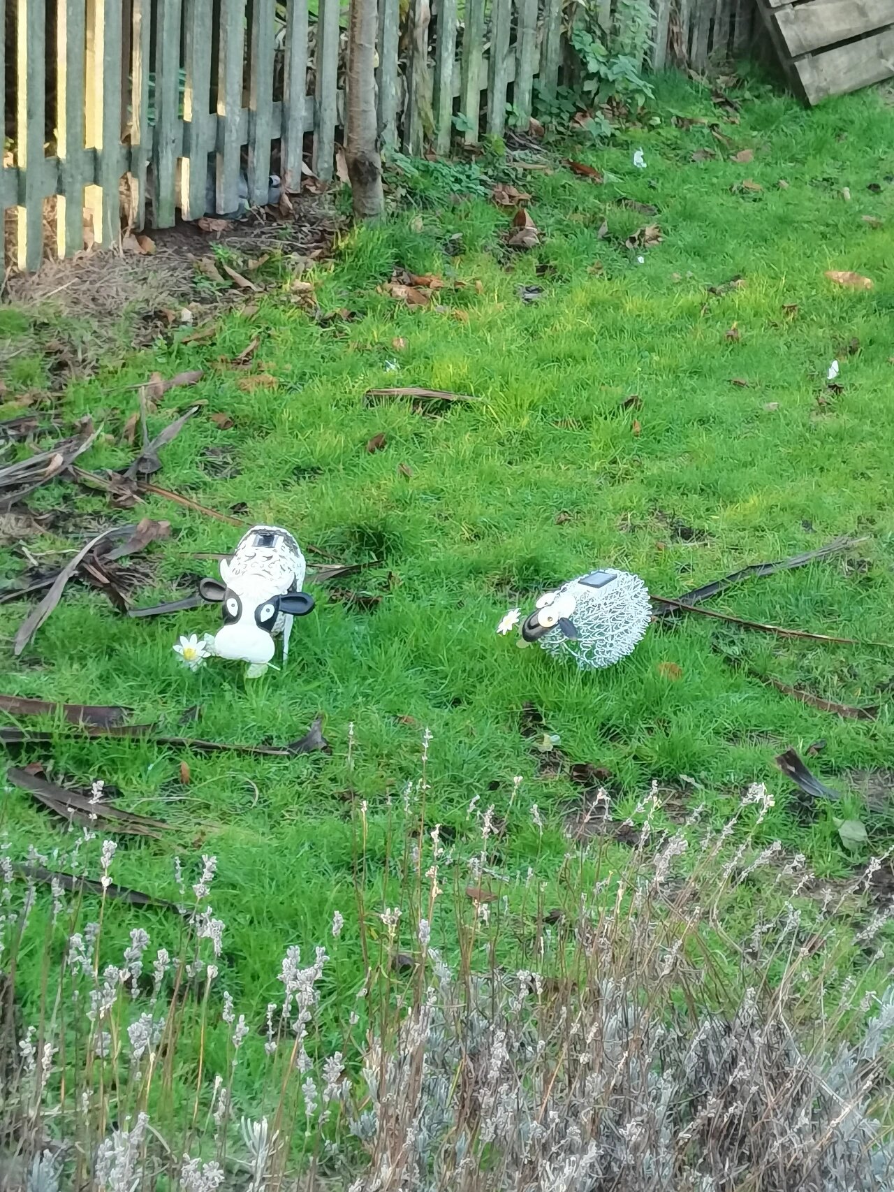 伦敦惊现芝麻海豹95 又到了看小海豹子们的季节 london victoria