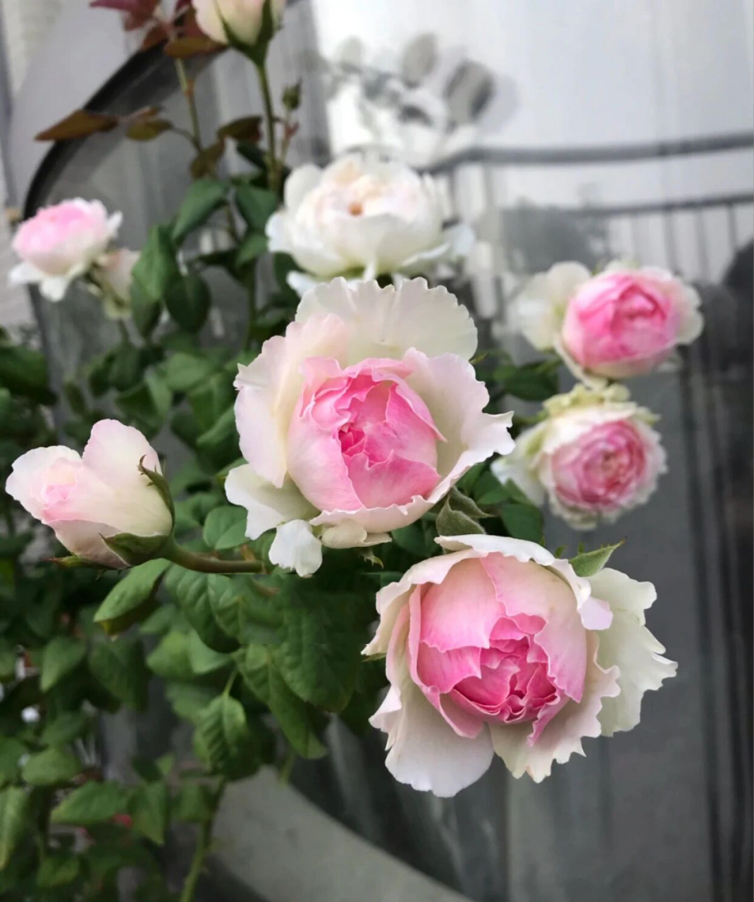 佩尔珠克月季优缺点分析欢迎补充 佩尔朱克(佩儿朱克)ペルジューク