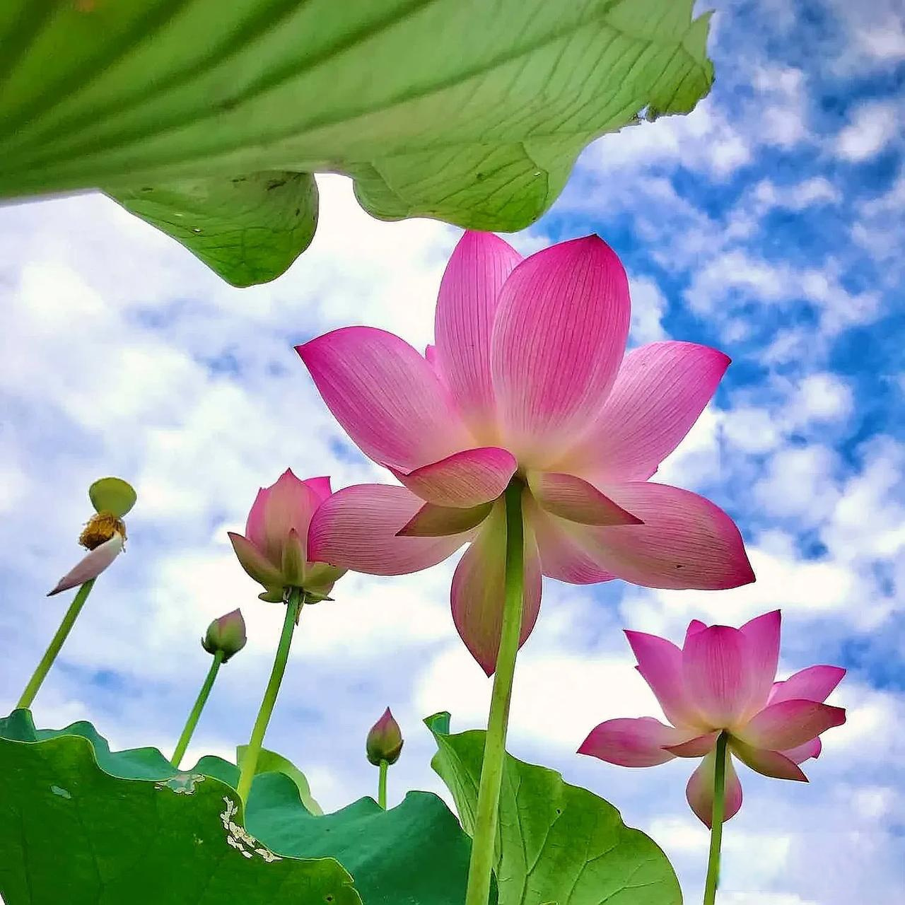荷花美丽依然 随手拍秋日荷花 秋日的荷花别有一番韵味,亭亭玉立的