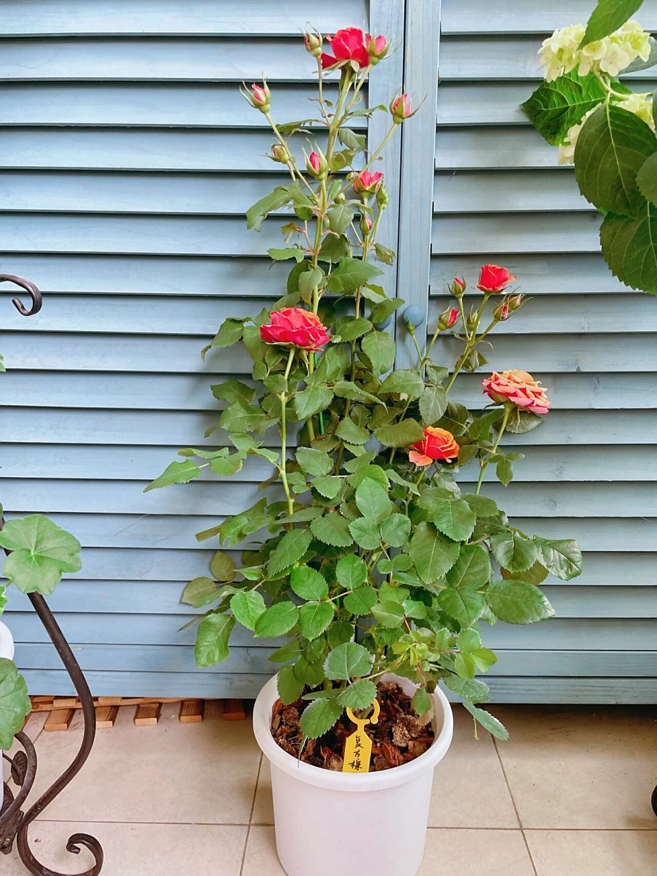 9买的复古棕色,今年直接到两加仑了,花期很长,可以开半个月,抗病性还