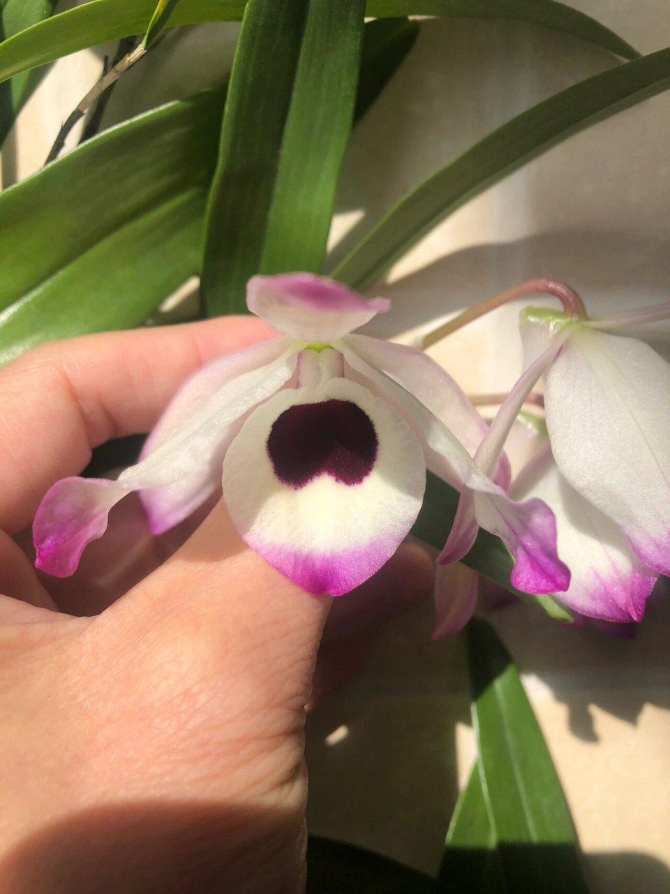 缅甸金钗石斛开品 缅甸金钗的花很大气,花量大,现在第一朵开了一周