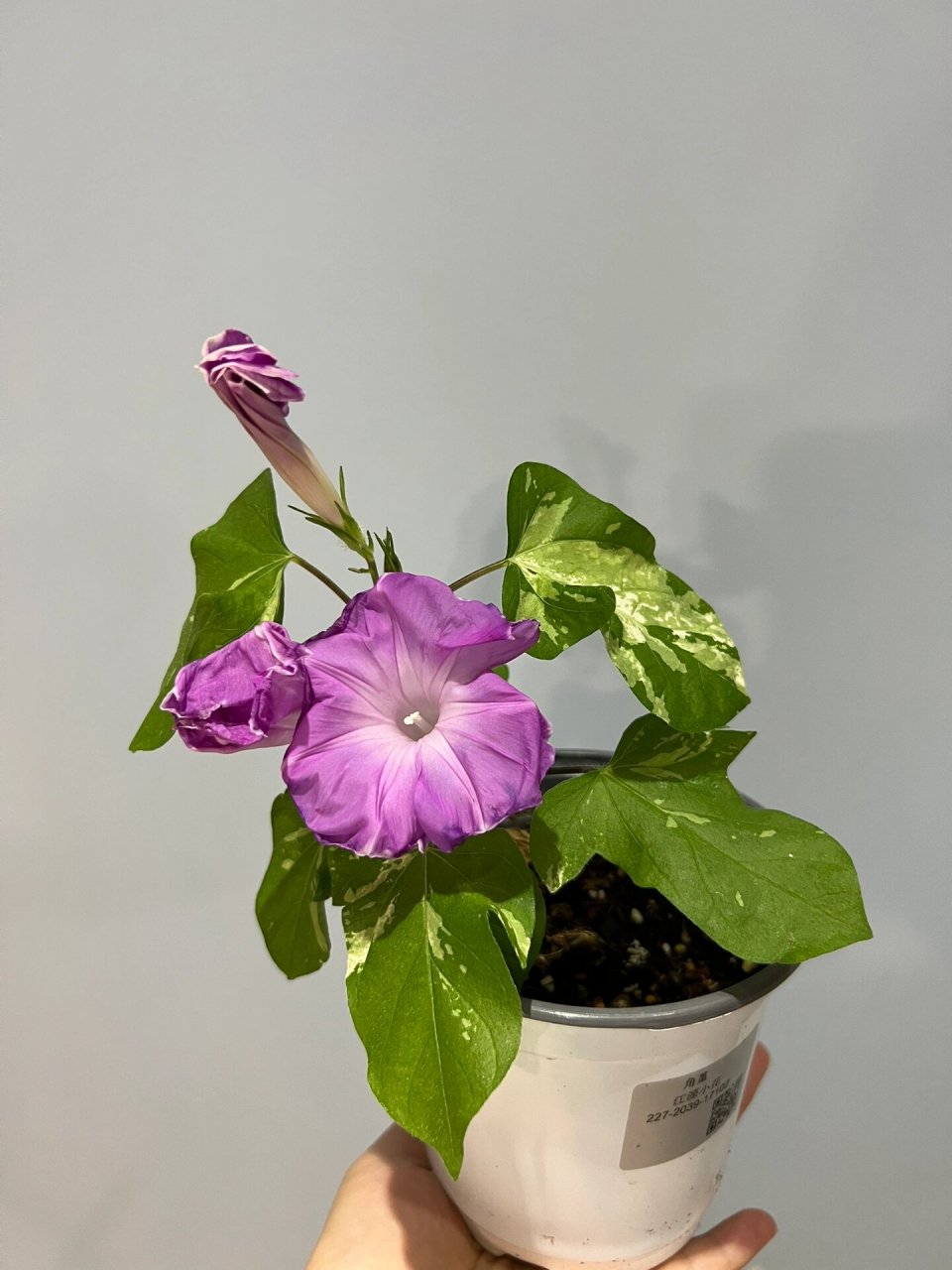 变色牵牛花?早晚颜色不一样的朝颜