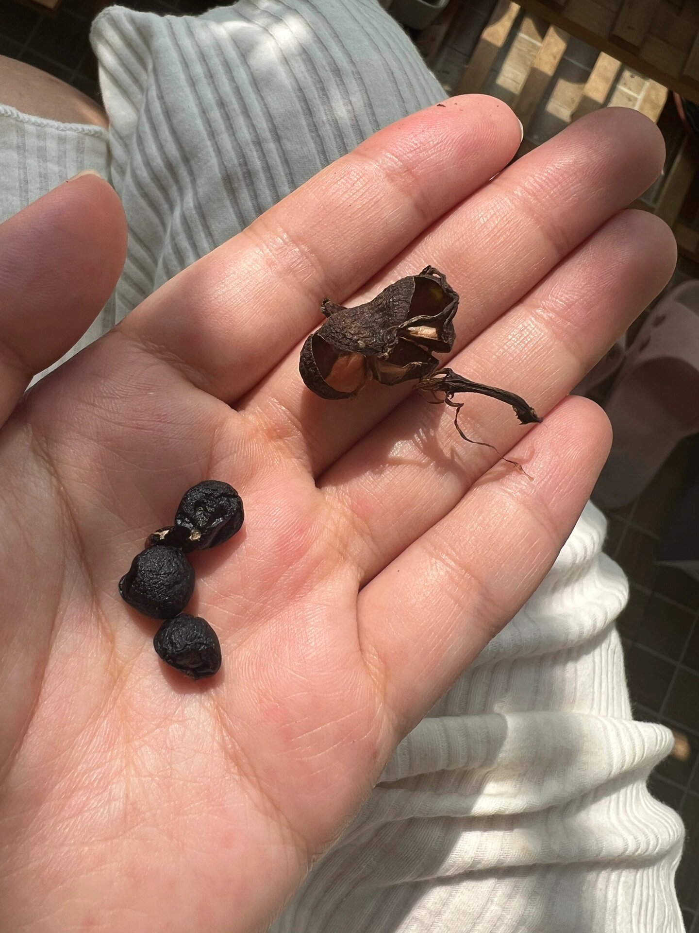 石蒜(彼岸花)种子泡水第一步!