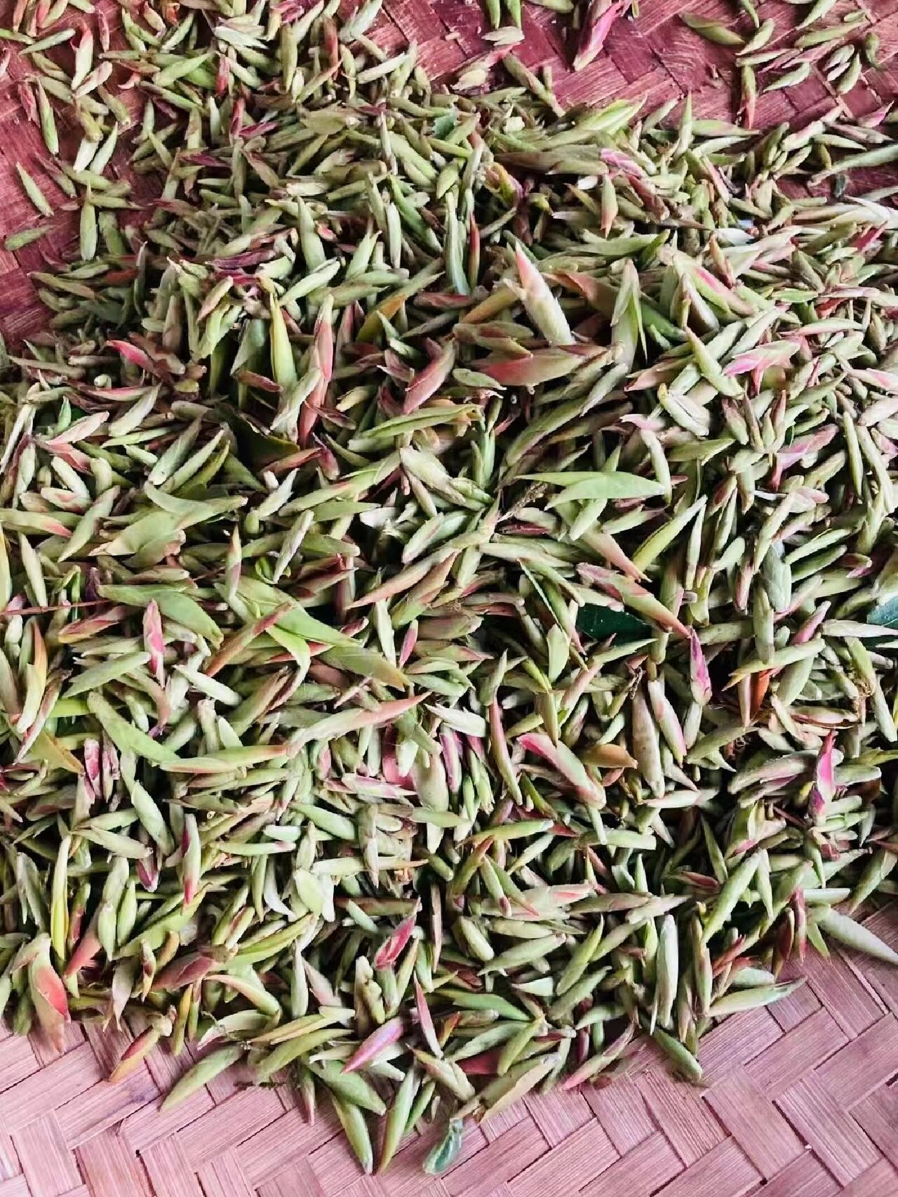 细说云南野生芽苞茶!