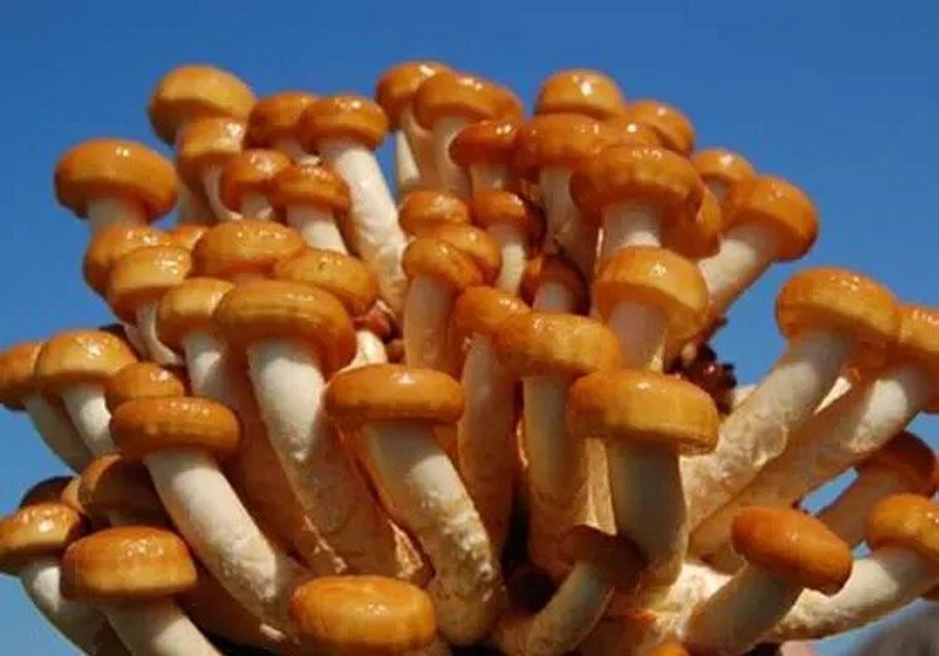 【武陵山珍】鲜美滑嫩—滑菇 一方山水养一方菇,滑子菇最美味它又名