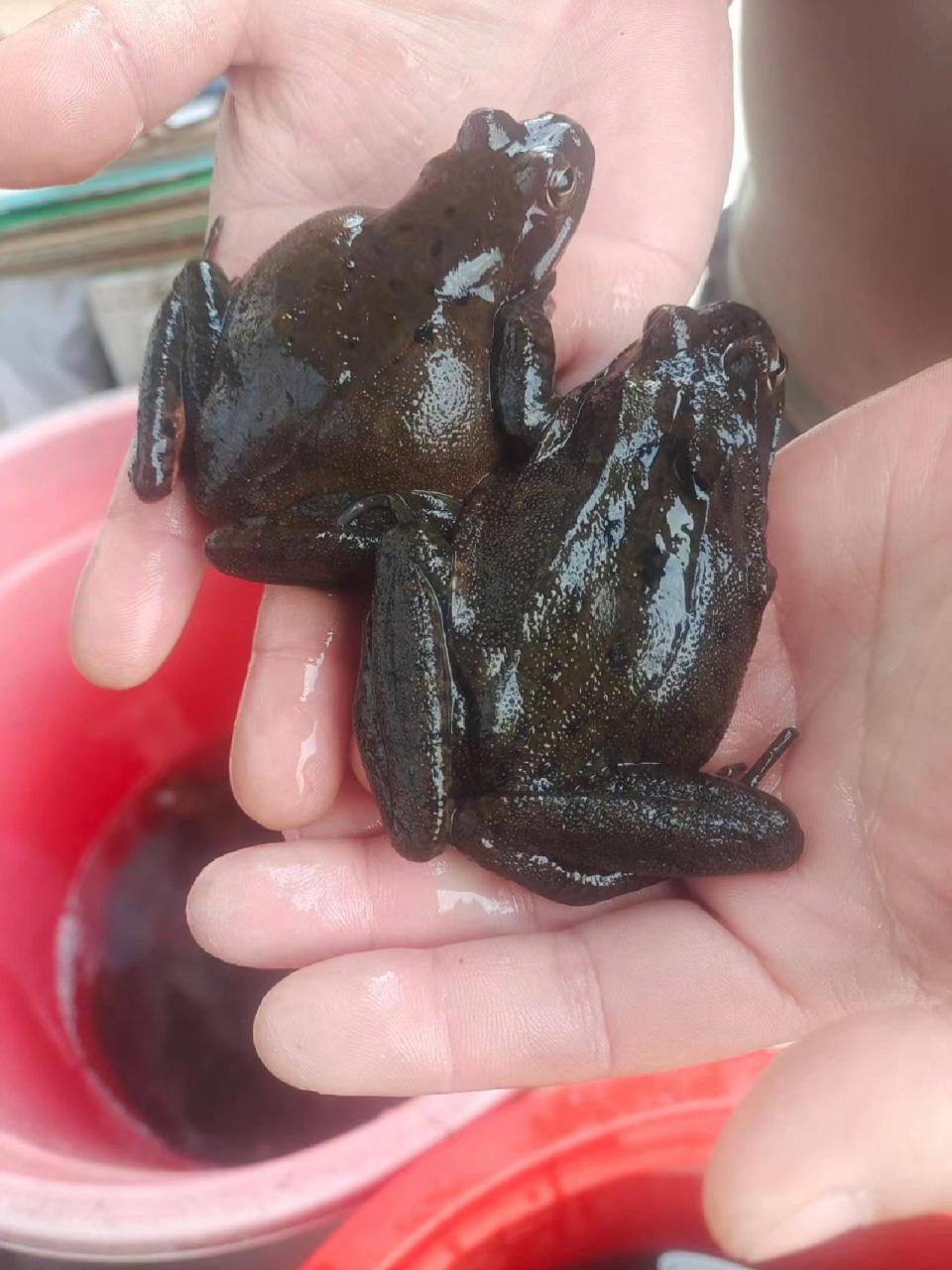 东北林蛙!走亲访友送礼顶配! 过年餐桌必备!走亲访友送礼顶配!