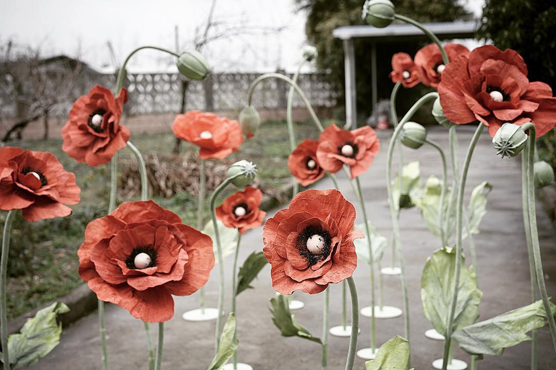 抵抗不了的纸艺罂粟花6015太漂亮太好看 #手工