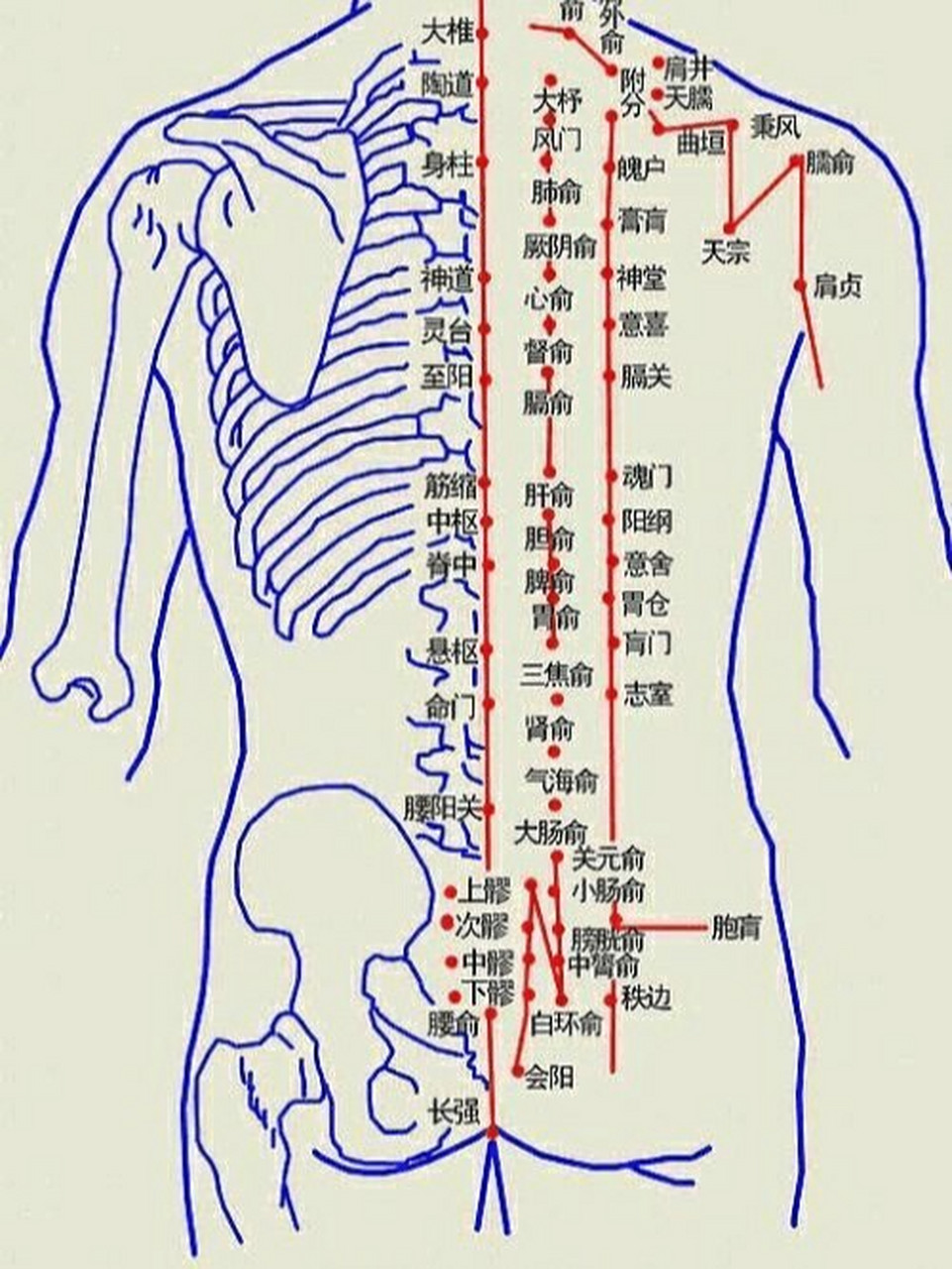 后背膀胱经图图片