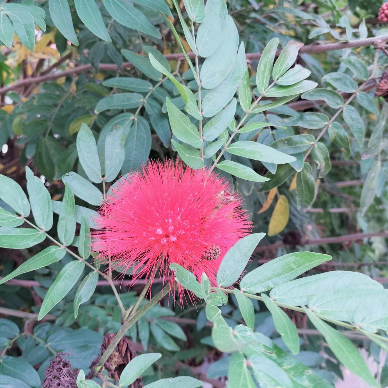 彼岸花?红色蒲公英?