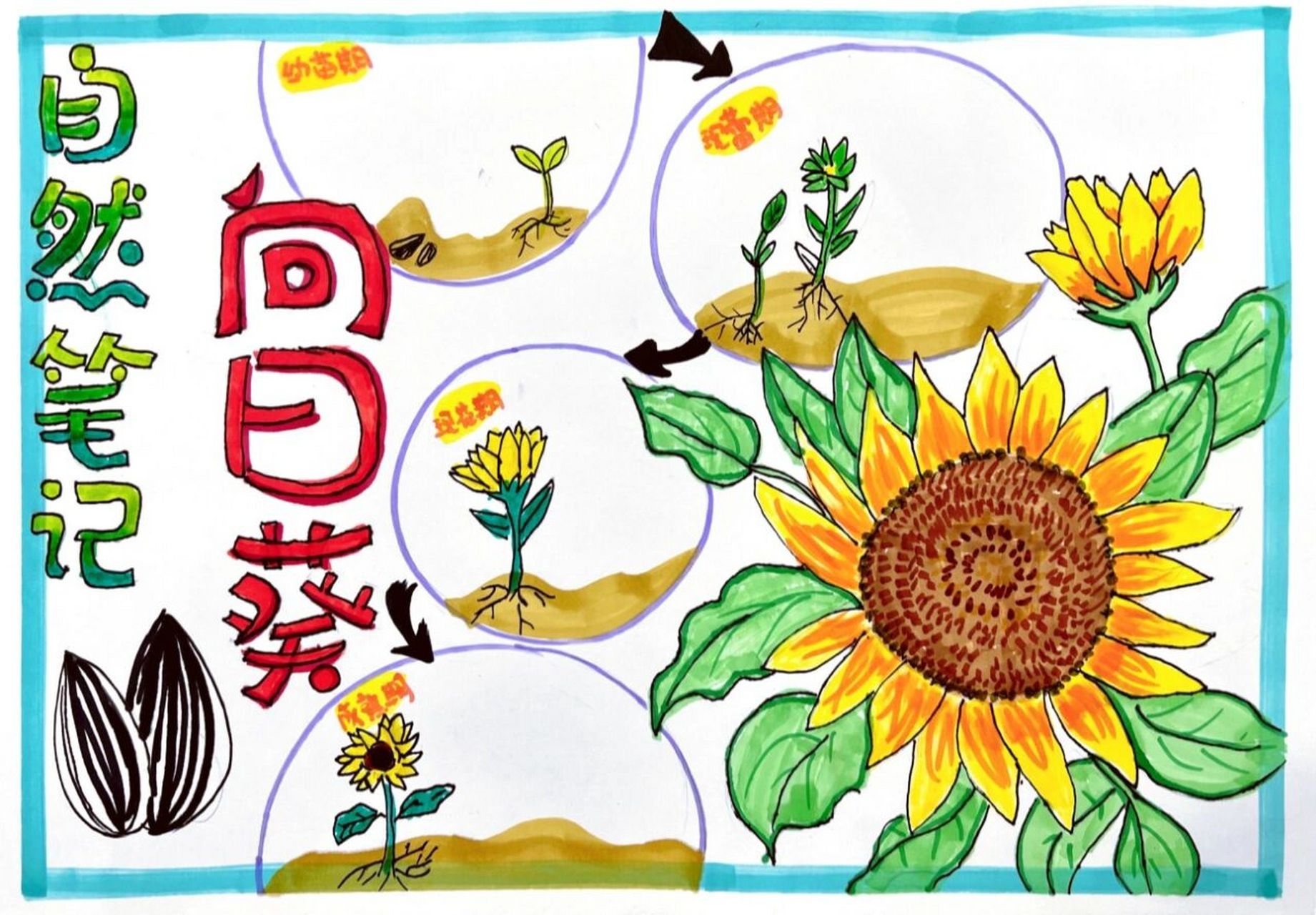 向日葵自然笔记 自然笔记手抄报 向日葵成长日记