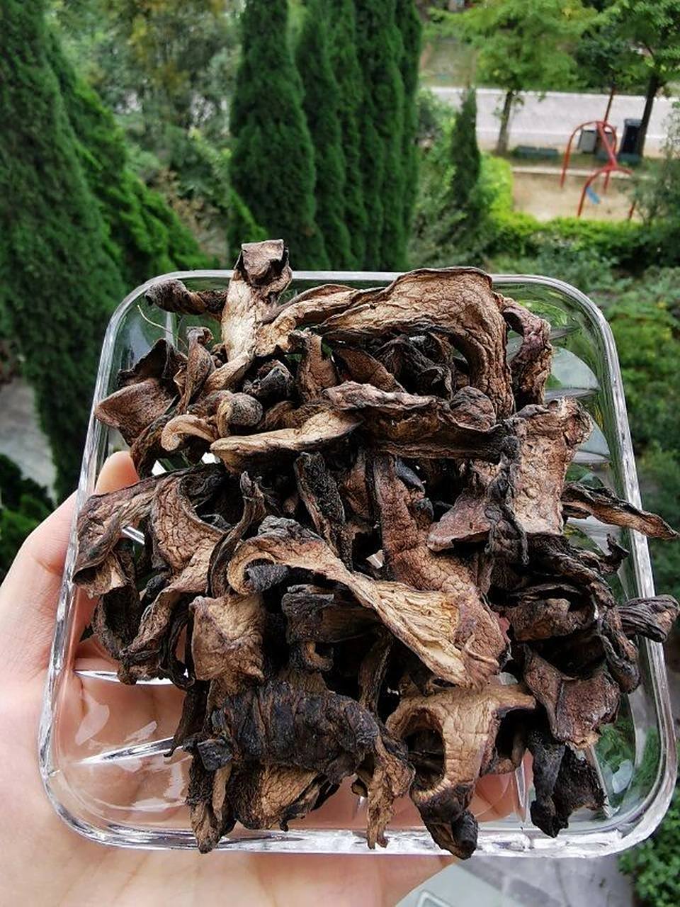 西藏虎掌菌 🍀虎掌菌,也称獐子菌,生长在"小瑞士"西藏类乌齐海拔