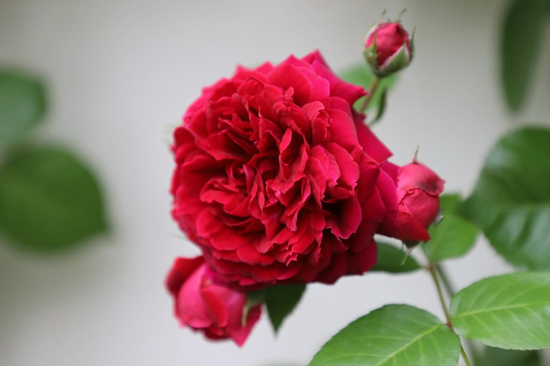 藤本月季海格瑞 听花友说这颗月季叫海格瑞,她的红是一种带黑的红,很