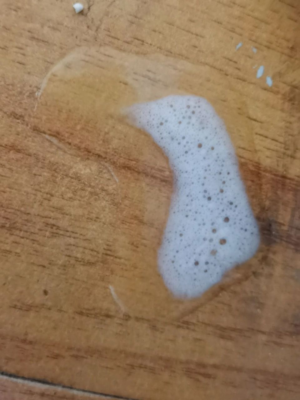 猫咪吐白沫是怎么回事?