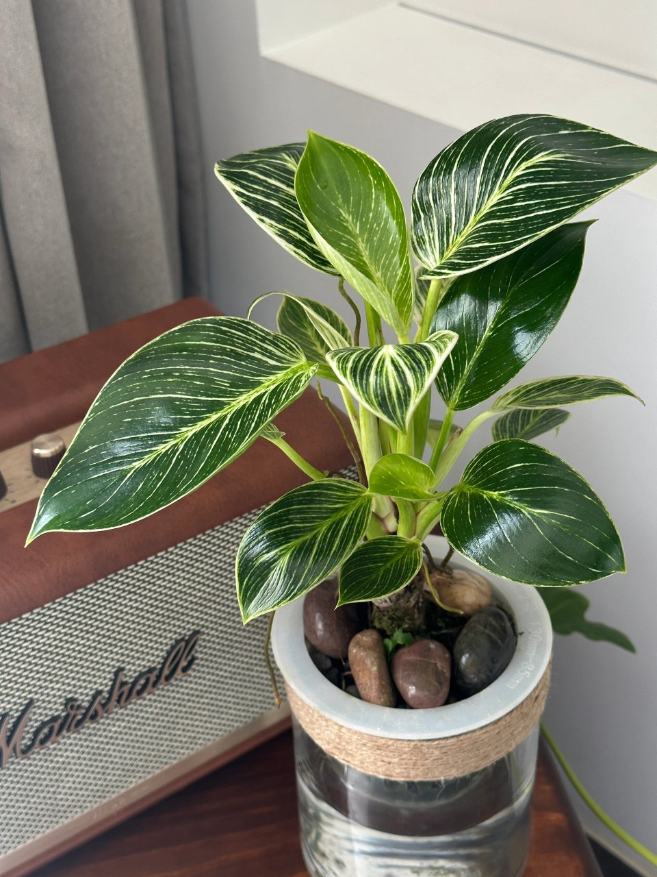 水培绿植之铂金钻蔓绿绒