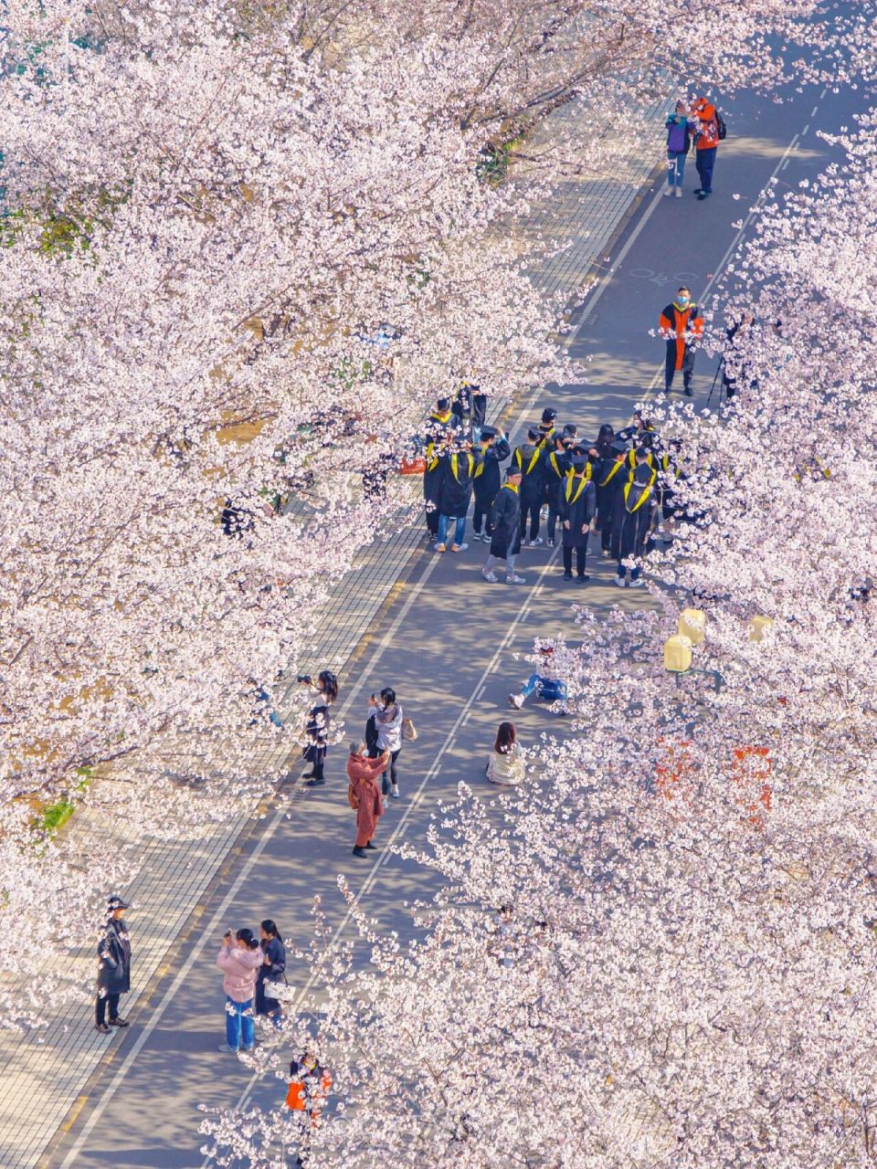 四平路樱花图片