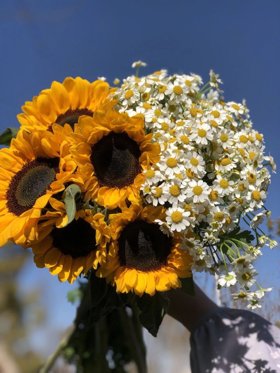 你知道小雏菊的花语吗 97向日葵的花语是"入目无他人,四下皆是你"