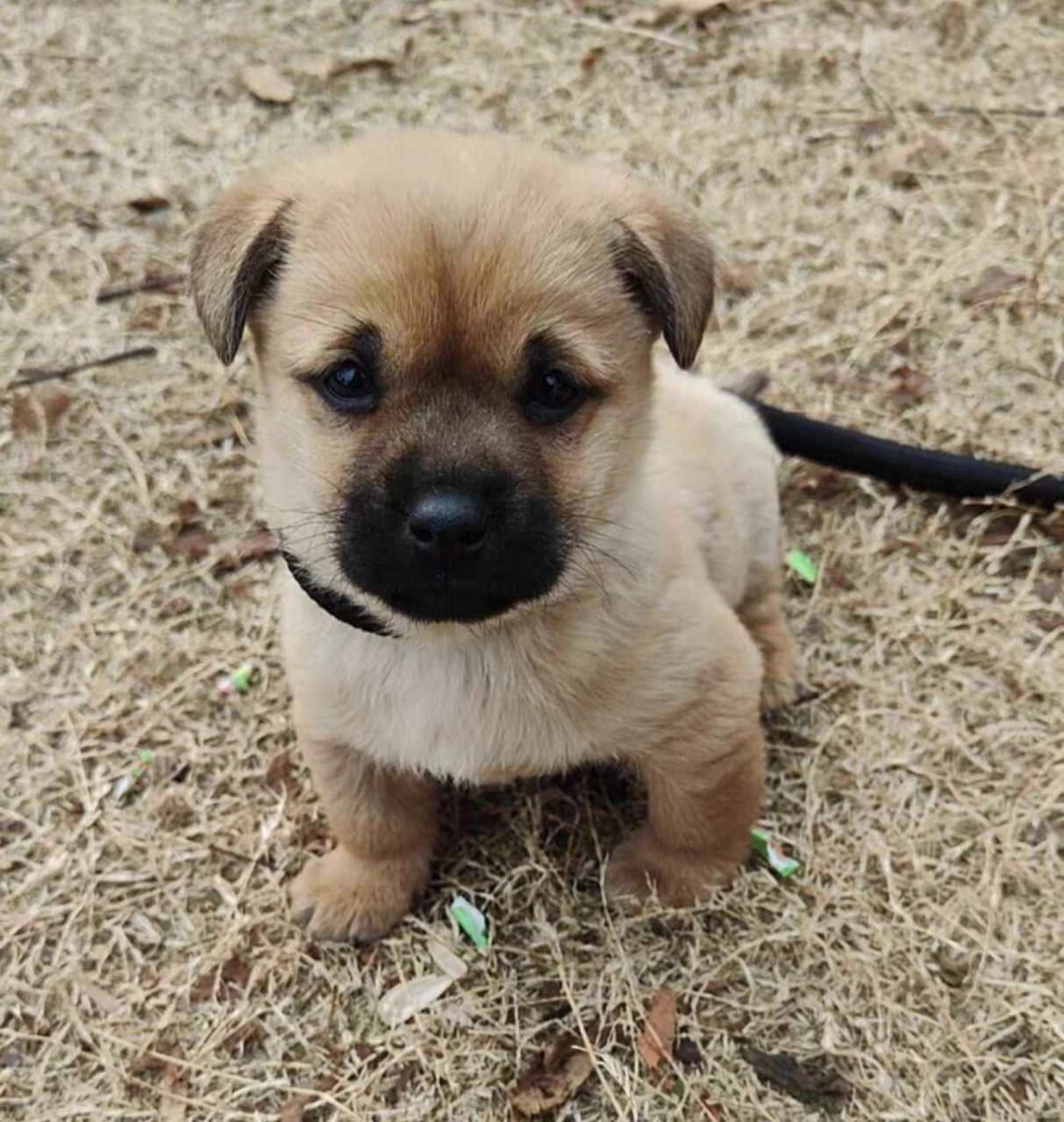 中华田园犬幼犬 统一价格