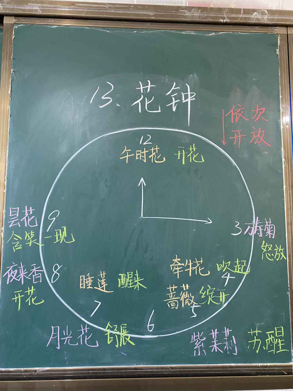 三下语文《花钟》板书 《花钟》