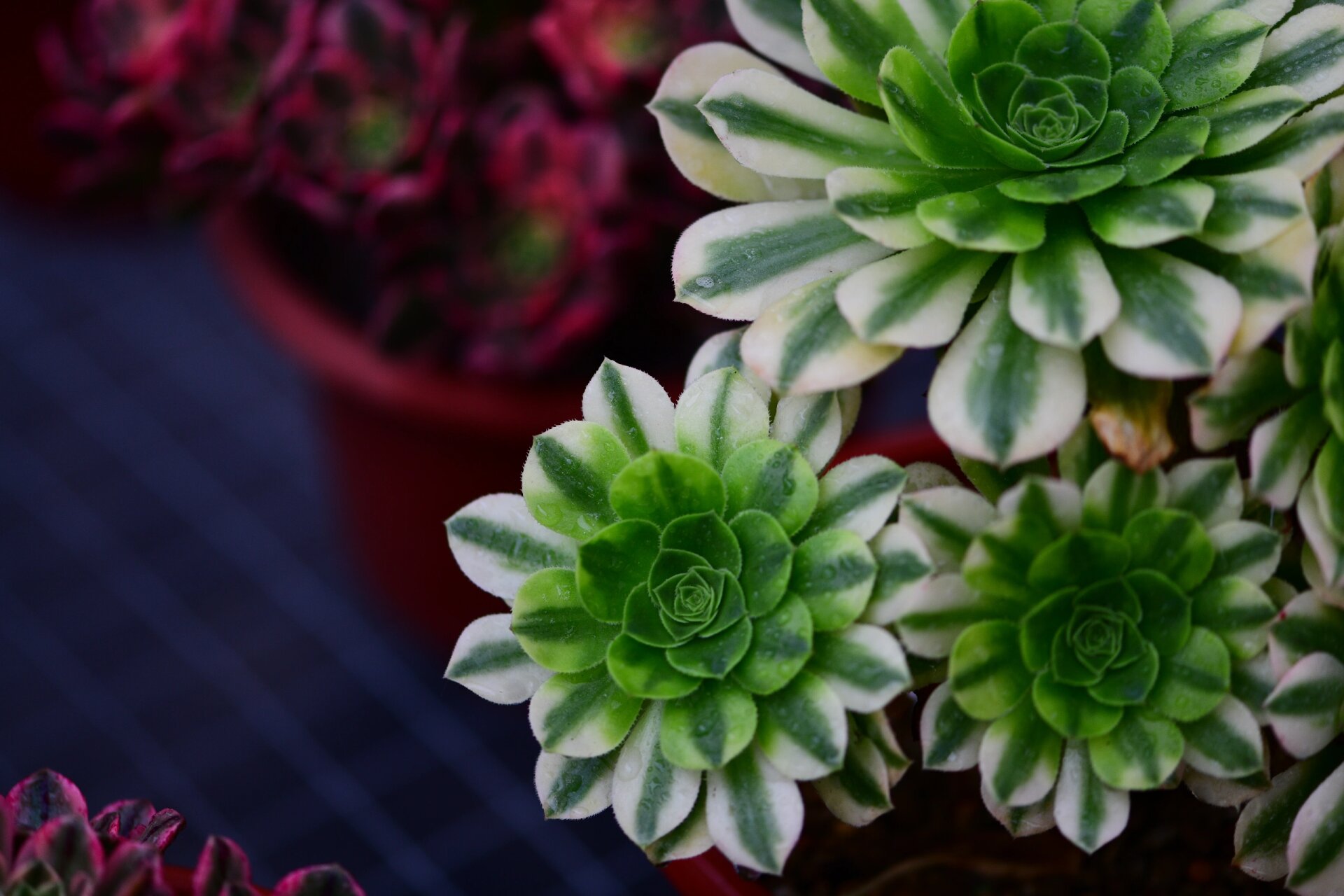 金丝翡翠法师锦 金丝翡翠法师是景天科莲花掌属的多肉植物,为绿羊绒