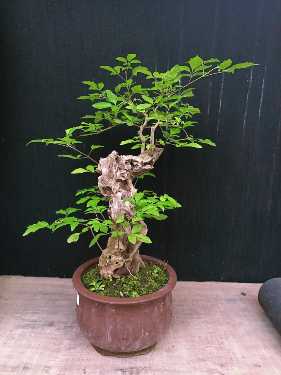 植言植语～黄荆 黄荆盆景.黄荆谐音黄金.寓意招财进宝,富贵满堂!