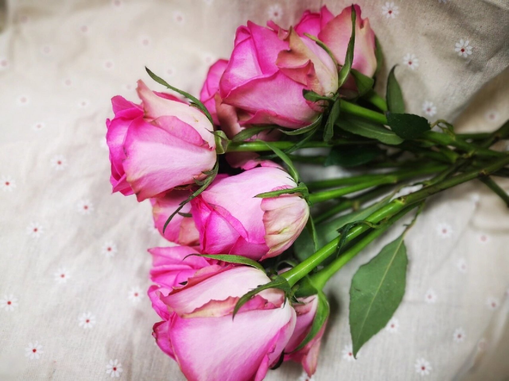 至爱玫瑰 逸禾玫瑰 超大花苞 花头非常大,有点像糖果雪山,花型跟糖果