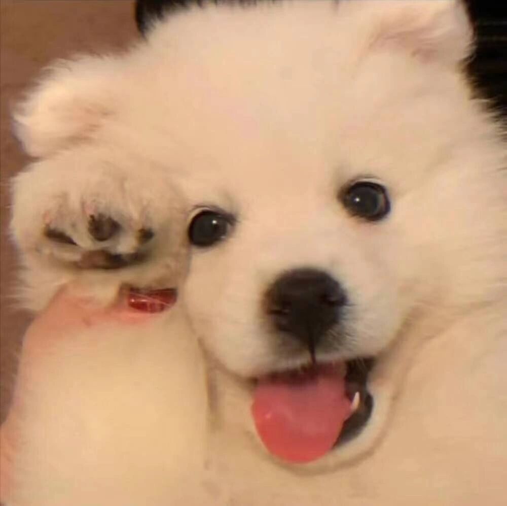 头像ins小众可爱动物