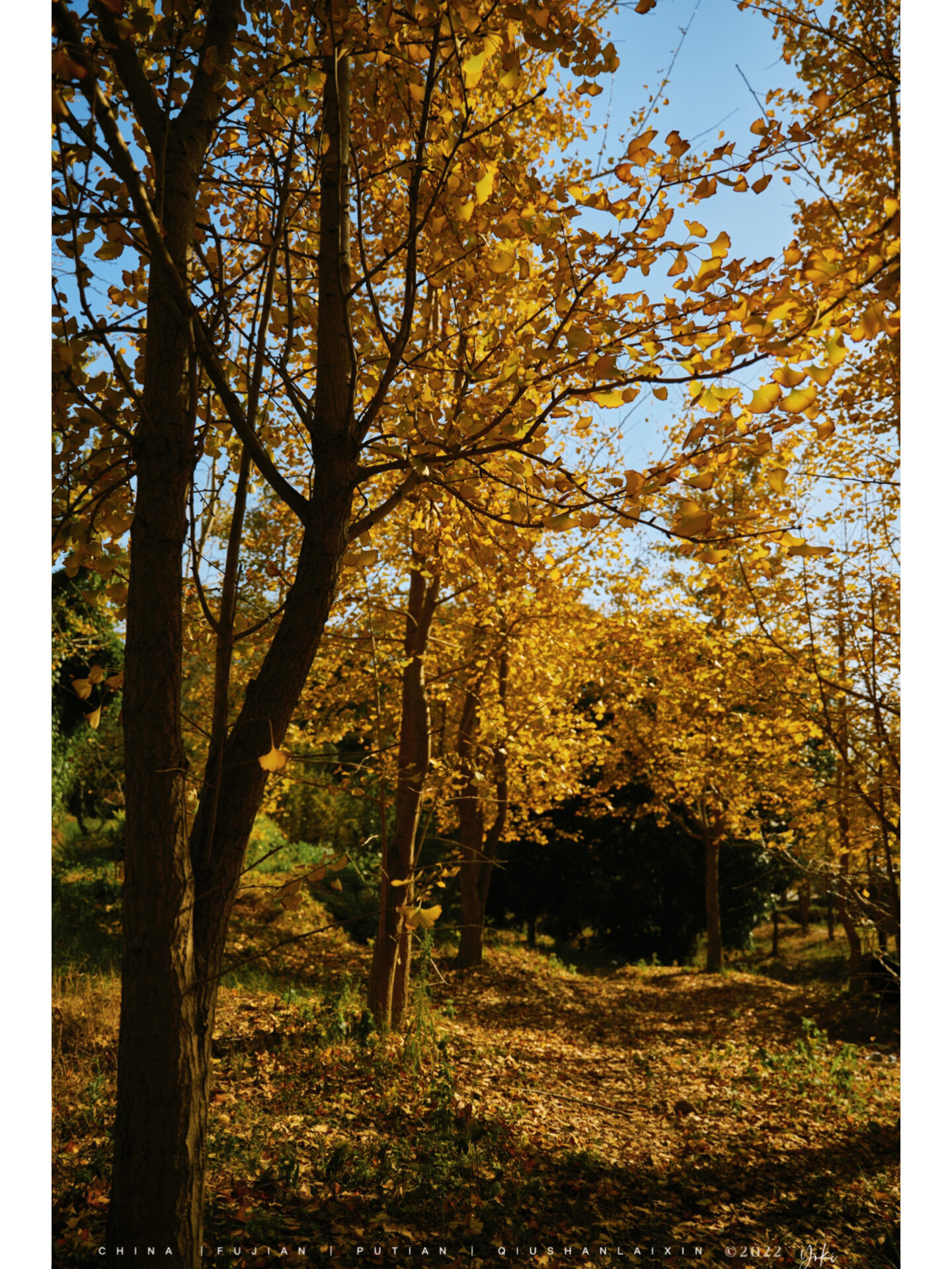 萩芦崇福村银杏林 导航📍萩山来信