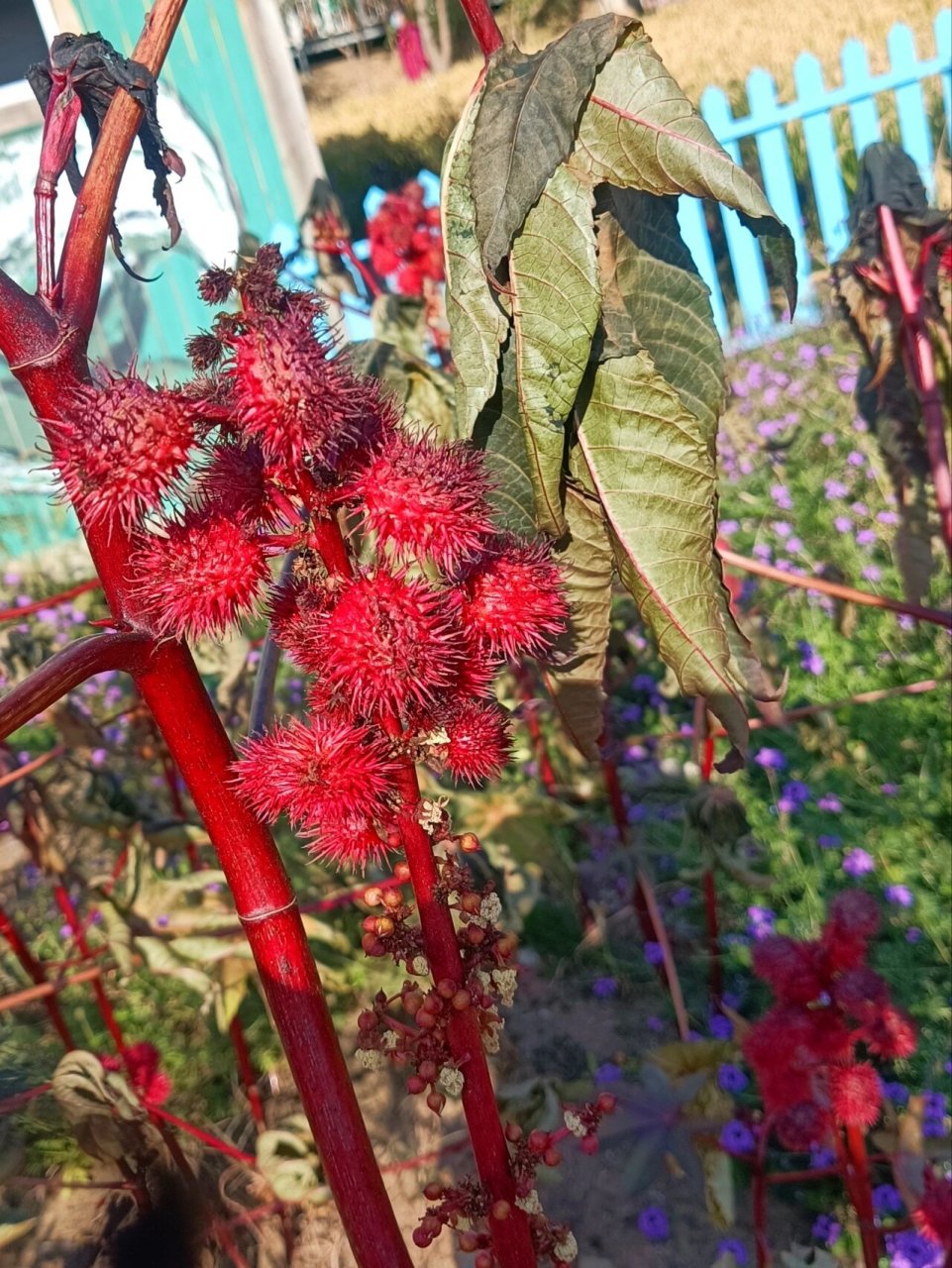 美在秋季的红色蓖麻 蓖麻的别称是:草麻, 大麻子,老麻子,红蓖麻.