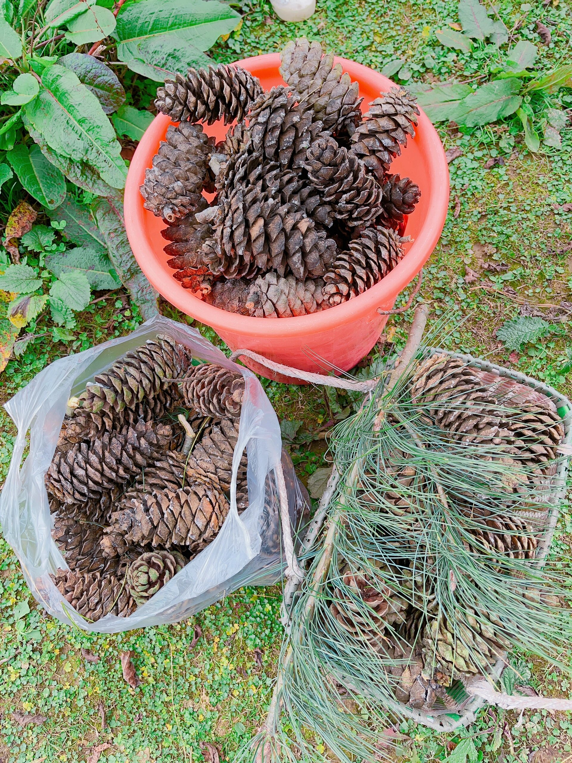 这里的松塔🐿️摘不完,这里风景🏞️超漂亮 位置就在丰都仙女