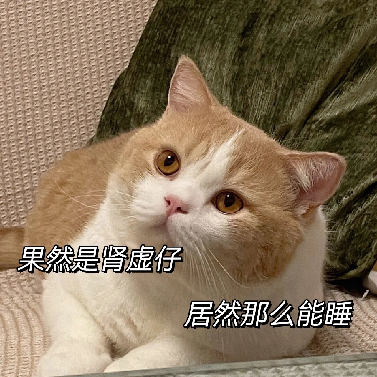 肾虚仔表情包