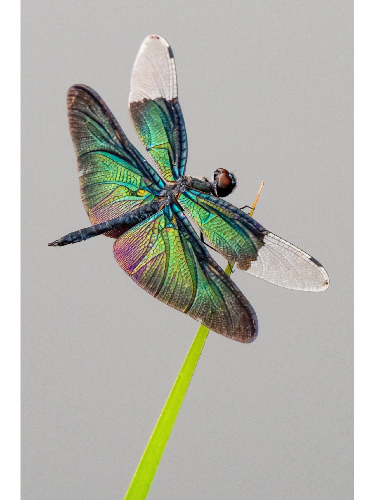 黑色翅膀的蜻蜓,还自带七彩镭射光泽?