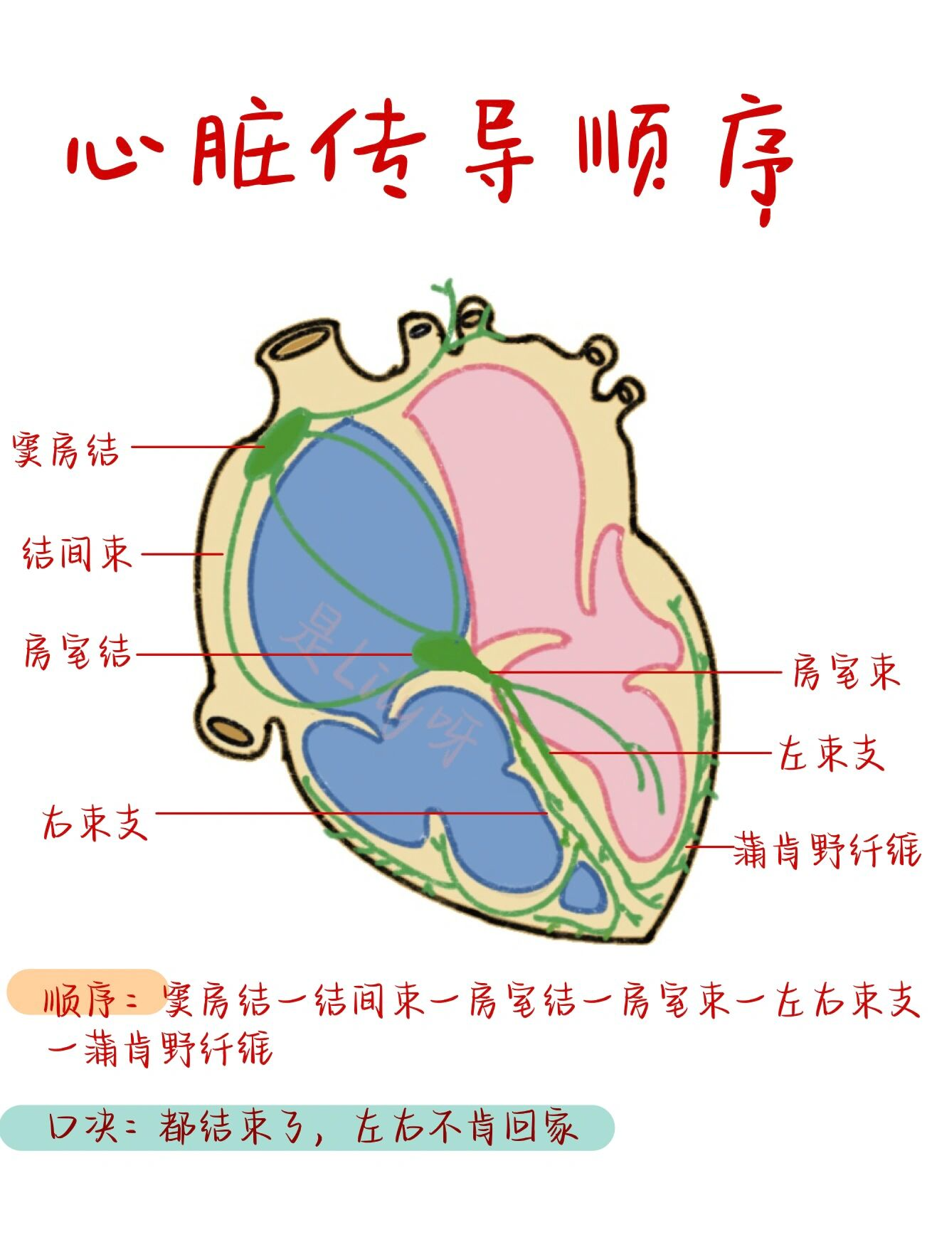 顺序:窦房结一结间束一房室结一房室束一左右束支一蒲肯野纤维