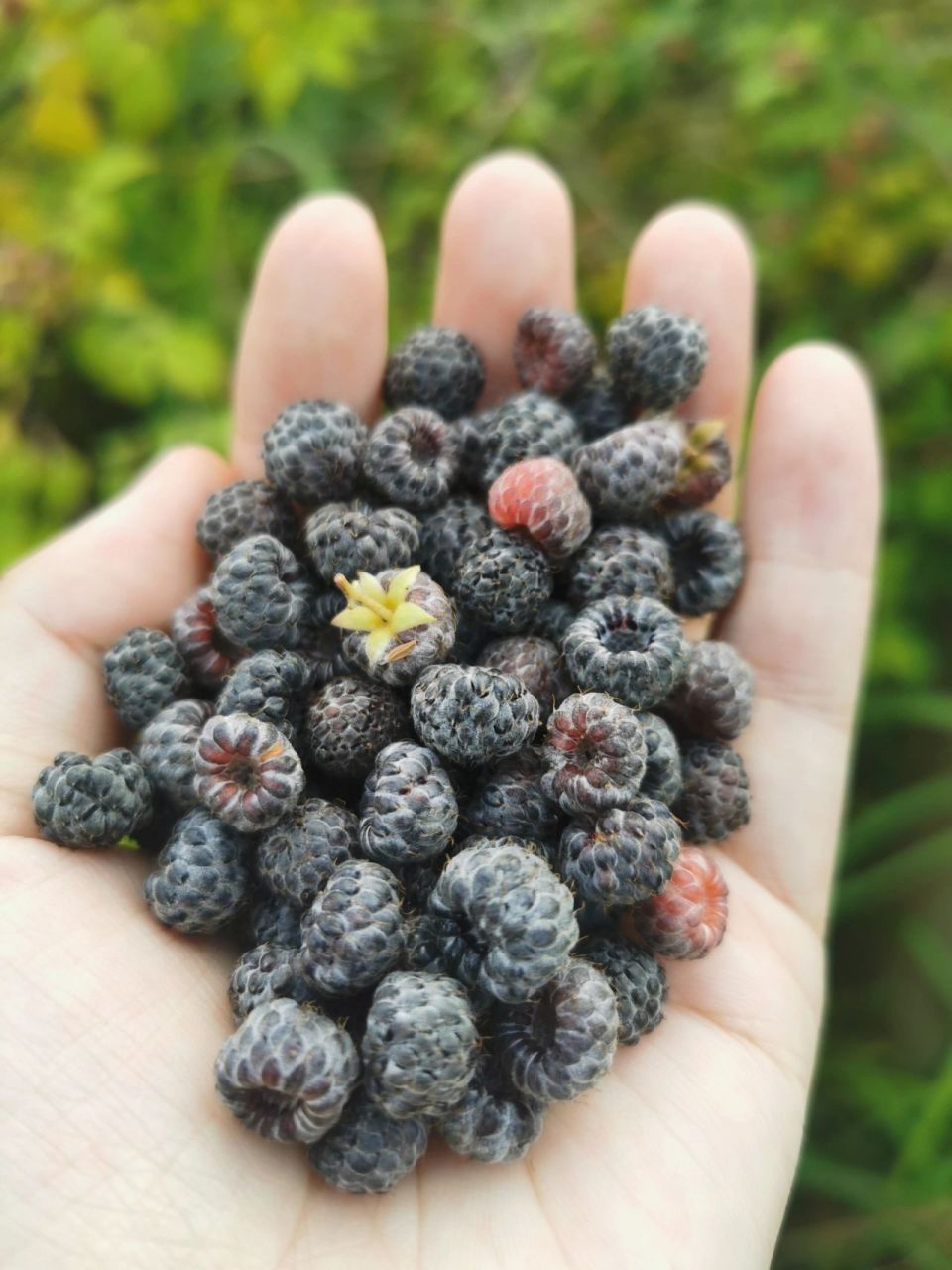 成都天鹅湖狗屎泡儿! 不喜欢吃,就喜欢采摘的乐趣