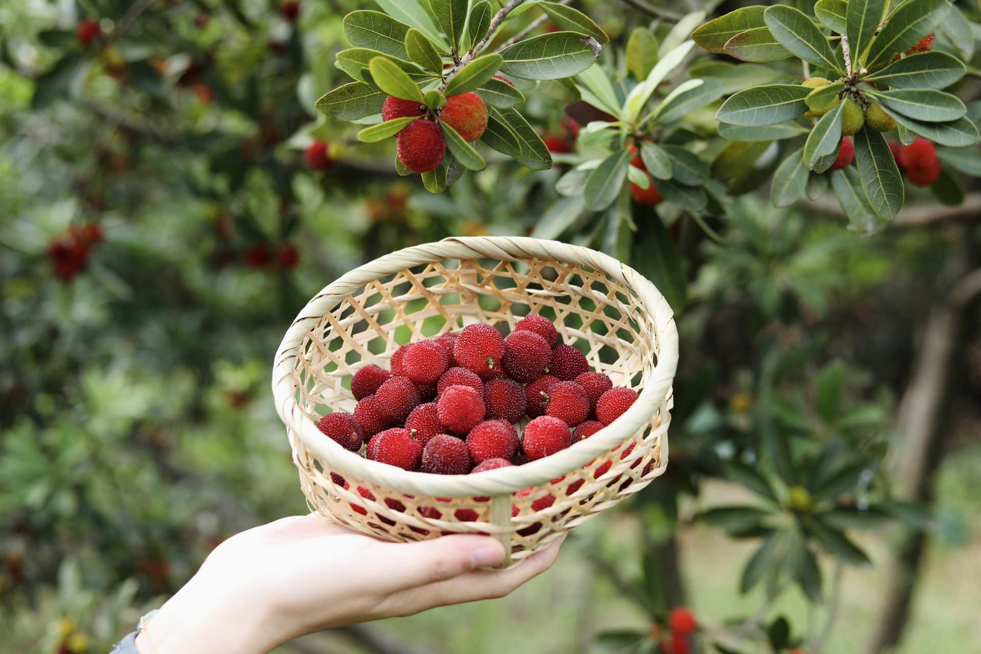 摘杨梅|酸酸甜甜,夏日"梅"烦恼～ 宜兴初夏杨梅上市, 天气气预报未来