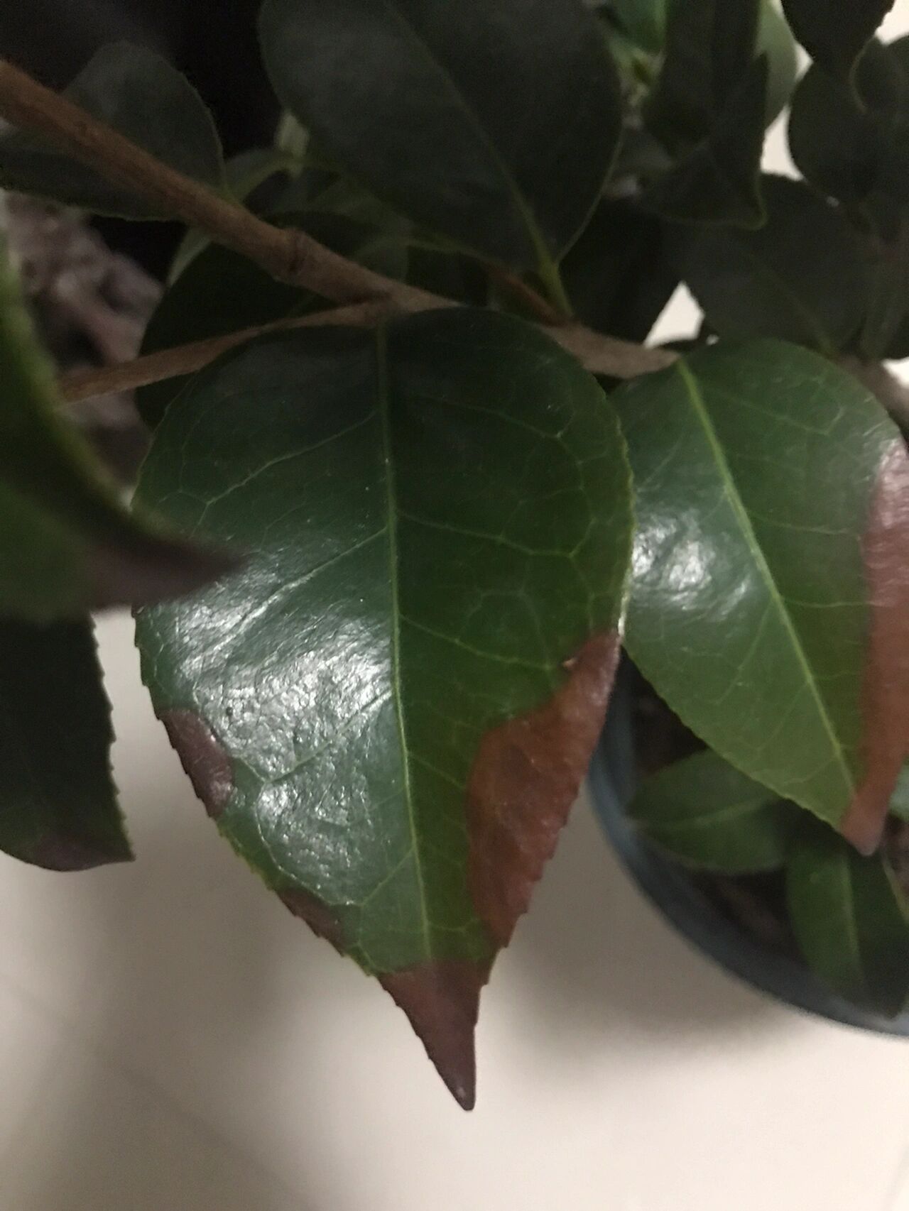 肥害|复合肥|叶片枯黄|茶花|夏季施肥