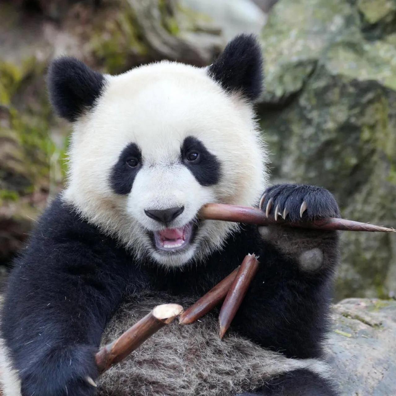 大熊猫禄禄出生于2014年8月16日,它的妈妈是被救助回来的野生大熊 