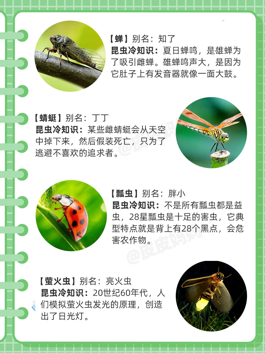 这个夏天,陪孩子认识20种昆虫08