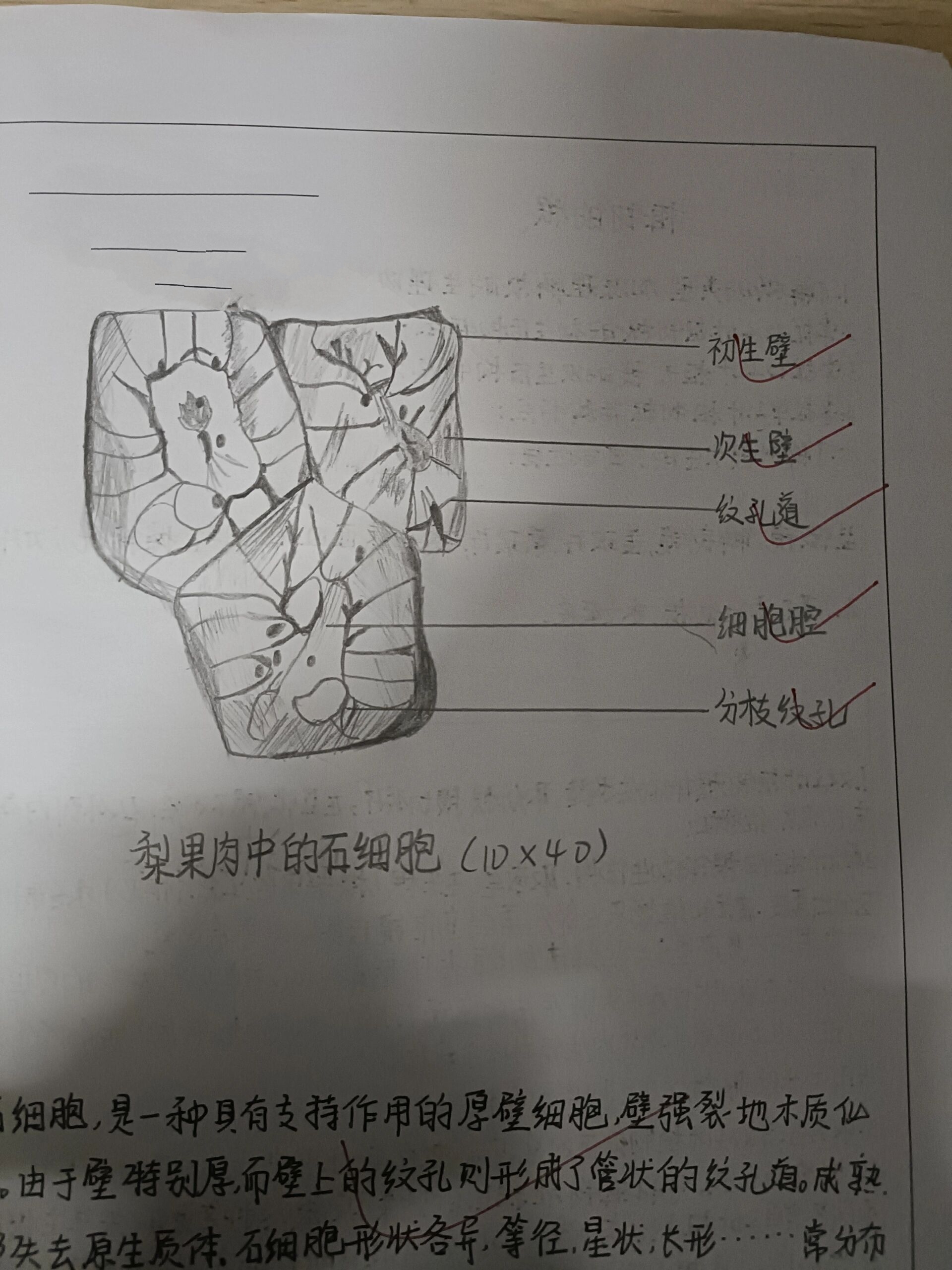 梨果肉石细胞图片