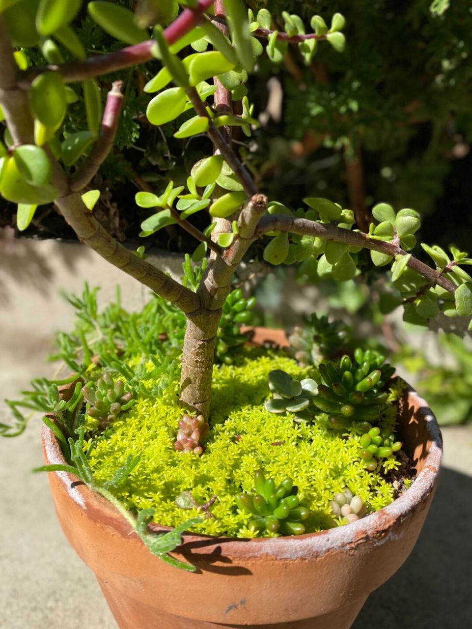 最好的护盆草(黄金万年草) 黄金万年草又叫黄金草,属于多肉植物的一种