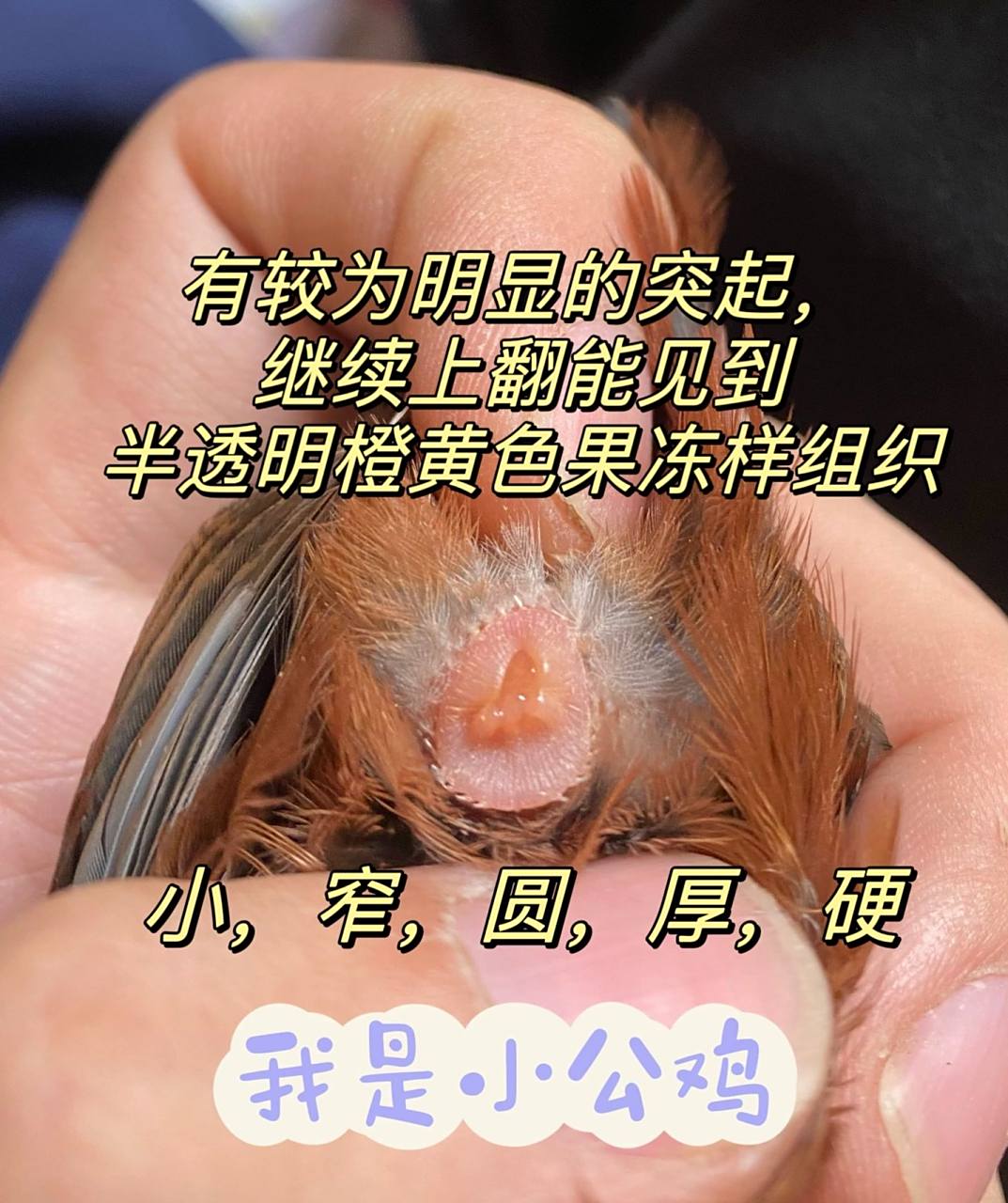 干货图解 清晰准确的芦丁鸡分公母方法.