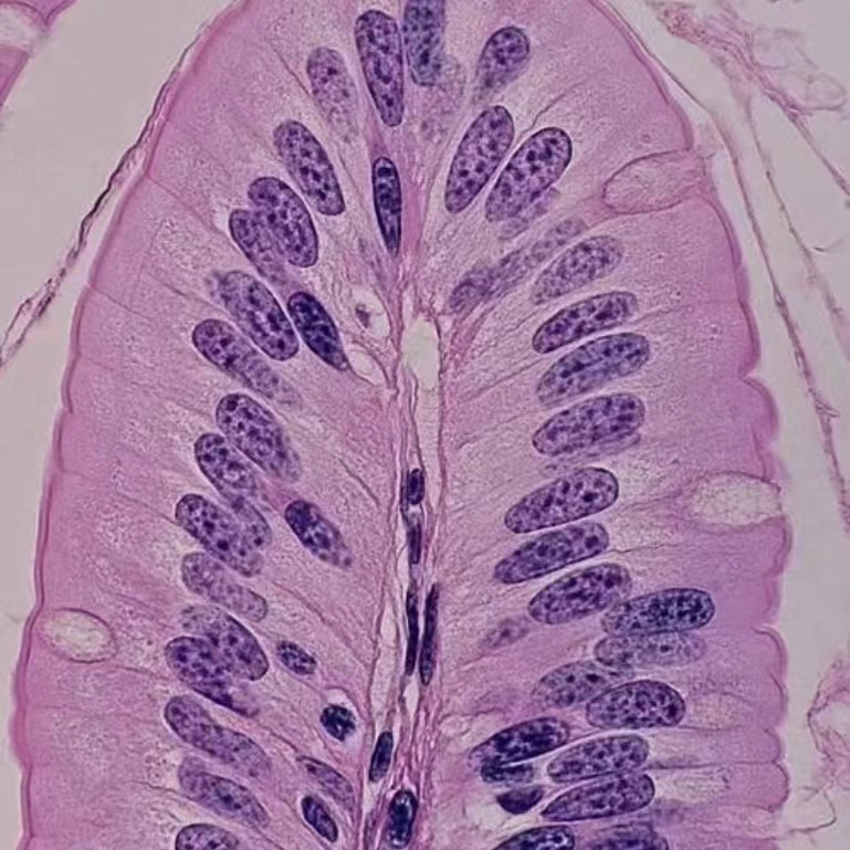 单层柱状上皮手绘图片 通过显微镜拍出来的标本真的是太太太太清晰了
