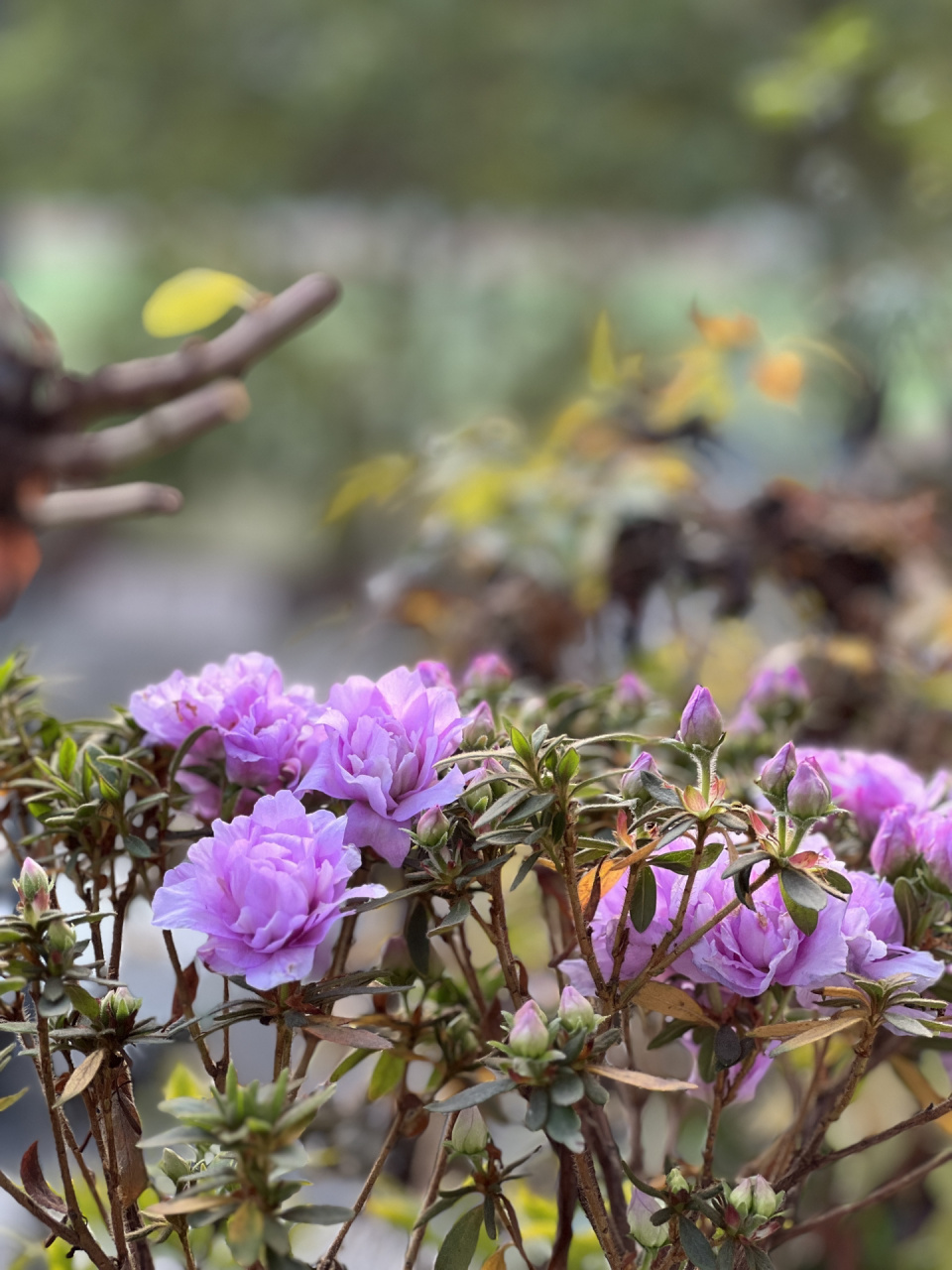 岸牡丹杜鹃 很喜欢这个品种,因为在成都是从入冬一直开到春末,颜色也