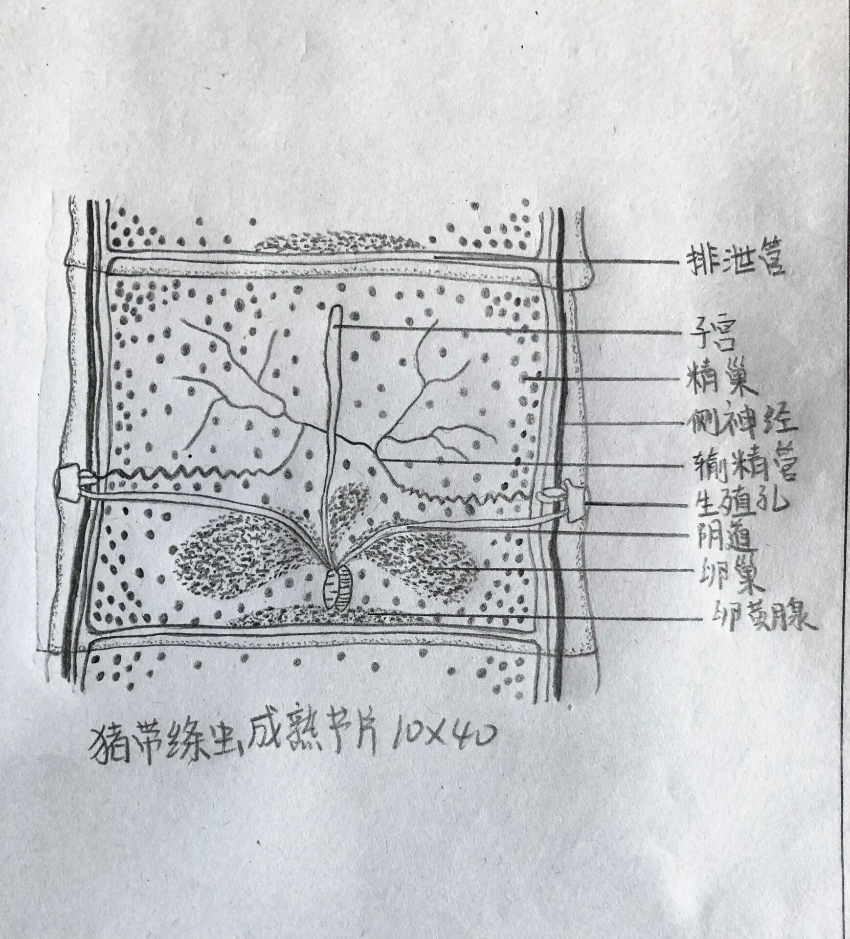生科人日常画图,昨晚画的猪带绦虫成熟节片