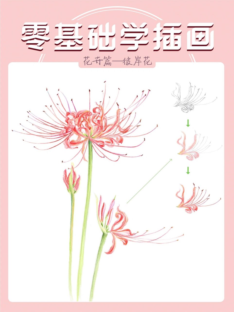 彩铅教程|嫣红色彼岸花,零基础也能学95 731573157315